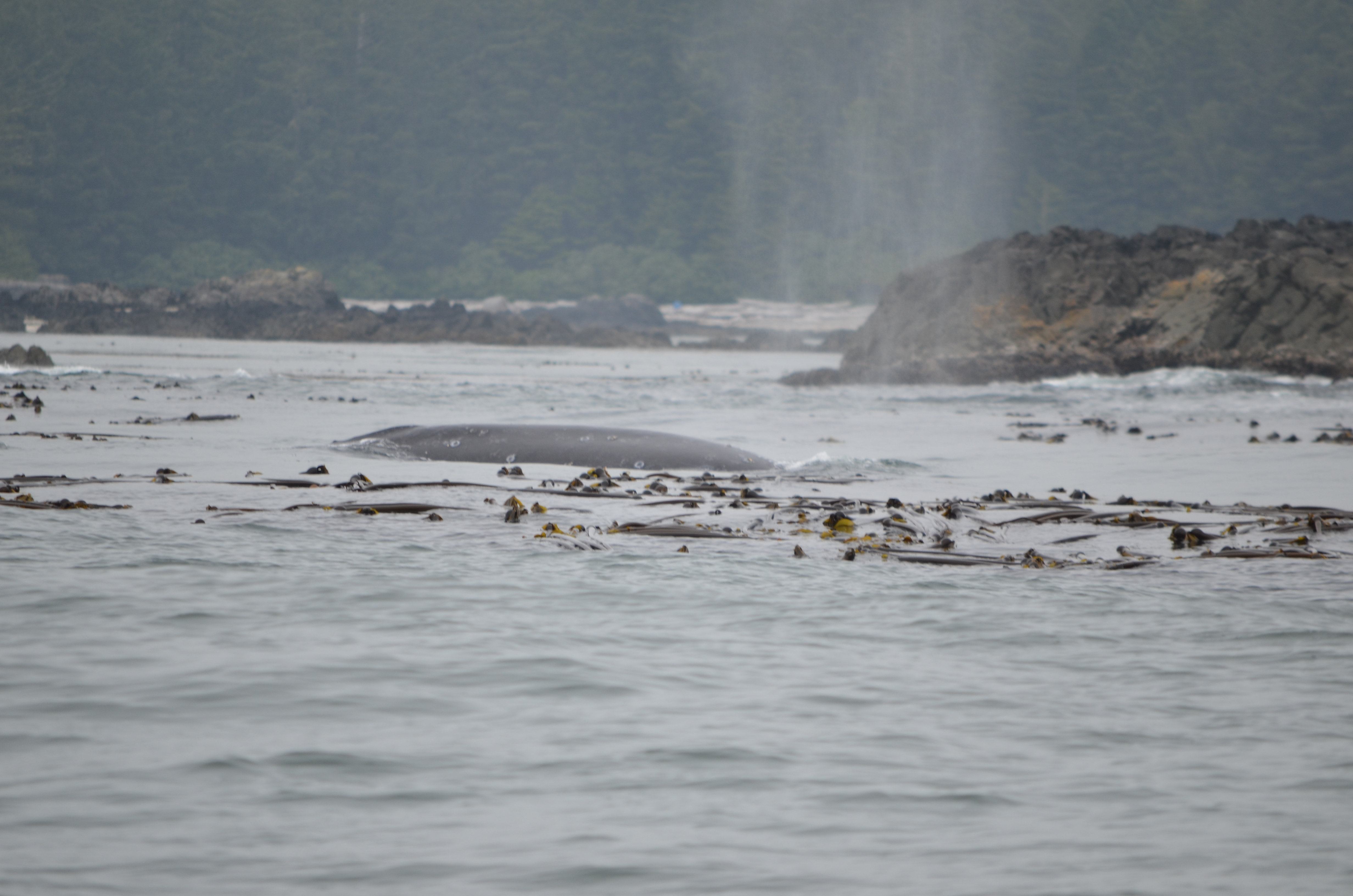 photos/wildlife/Mammal_Species/Grey_Whale/DSC_0313.JPG