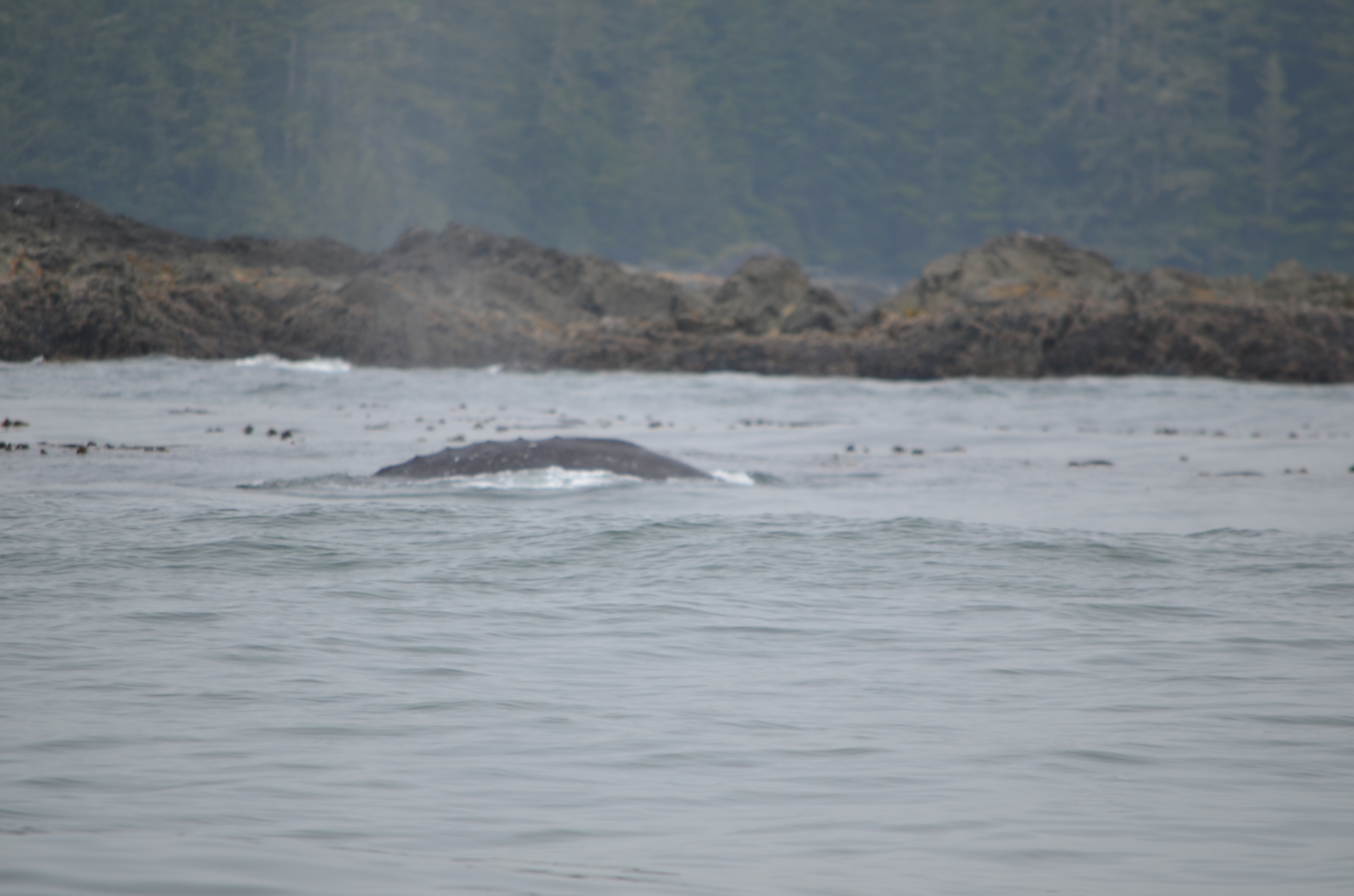 photos/wildlife/Mammal_Species/Grey_Whale/DSC_0314.JPG