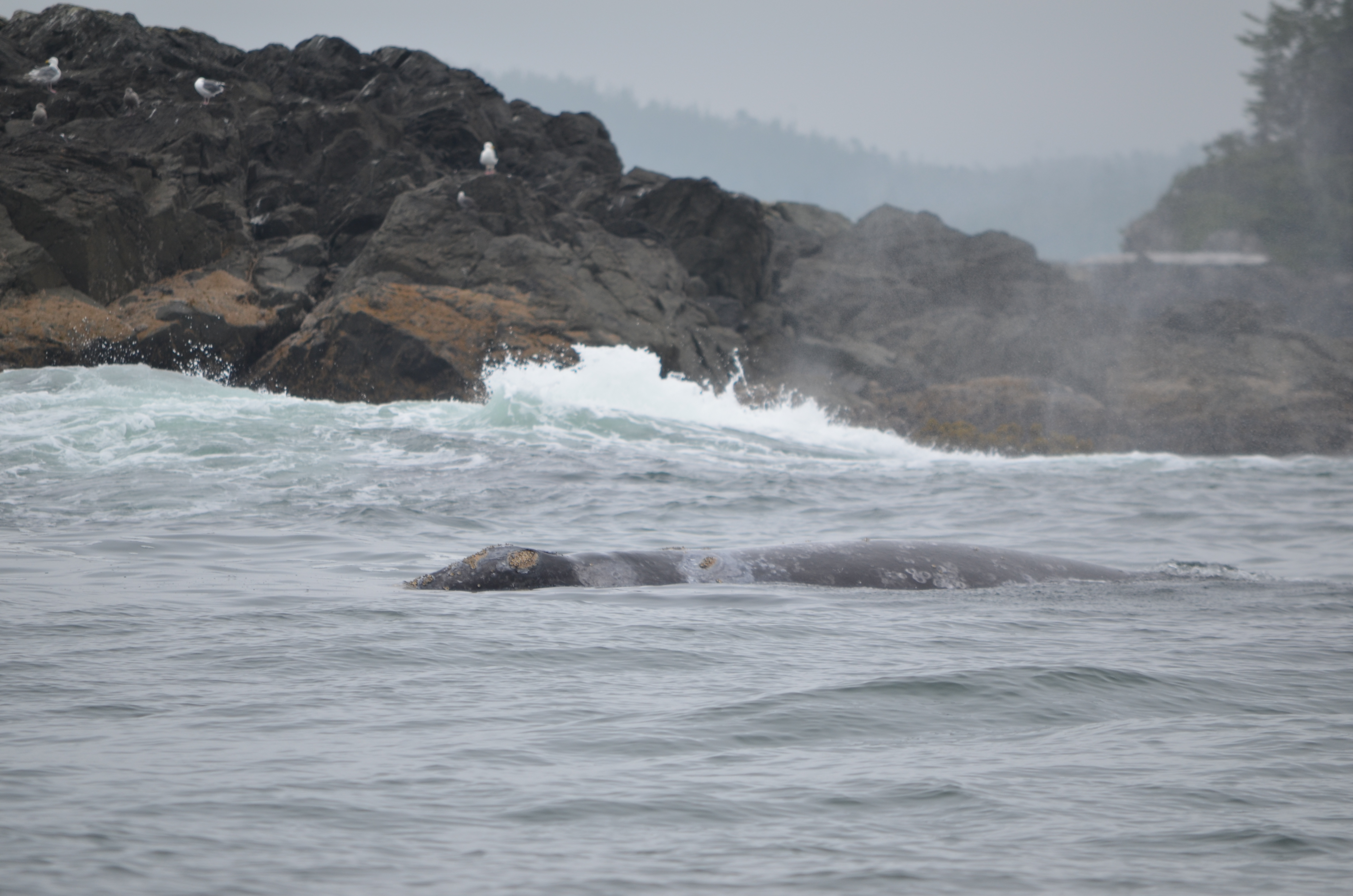 photos/wildlife/Mammal_Species/Grey_Whale/DSC_0319.JPG