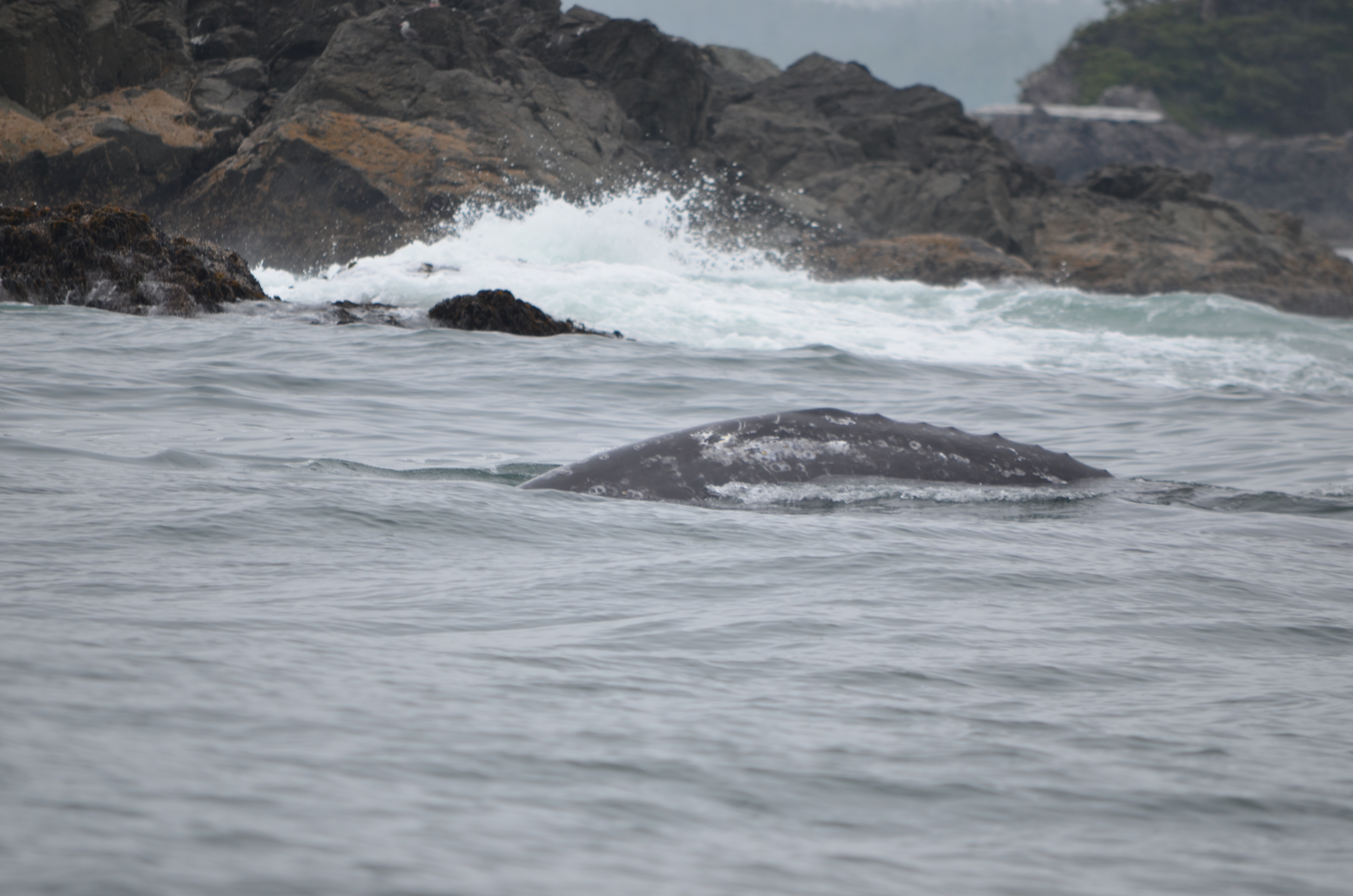 photos/wildlife/Mammal_Species/Grey_Whale/DSC_0320.JPG