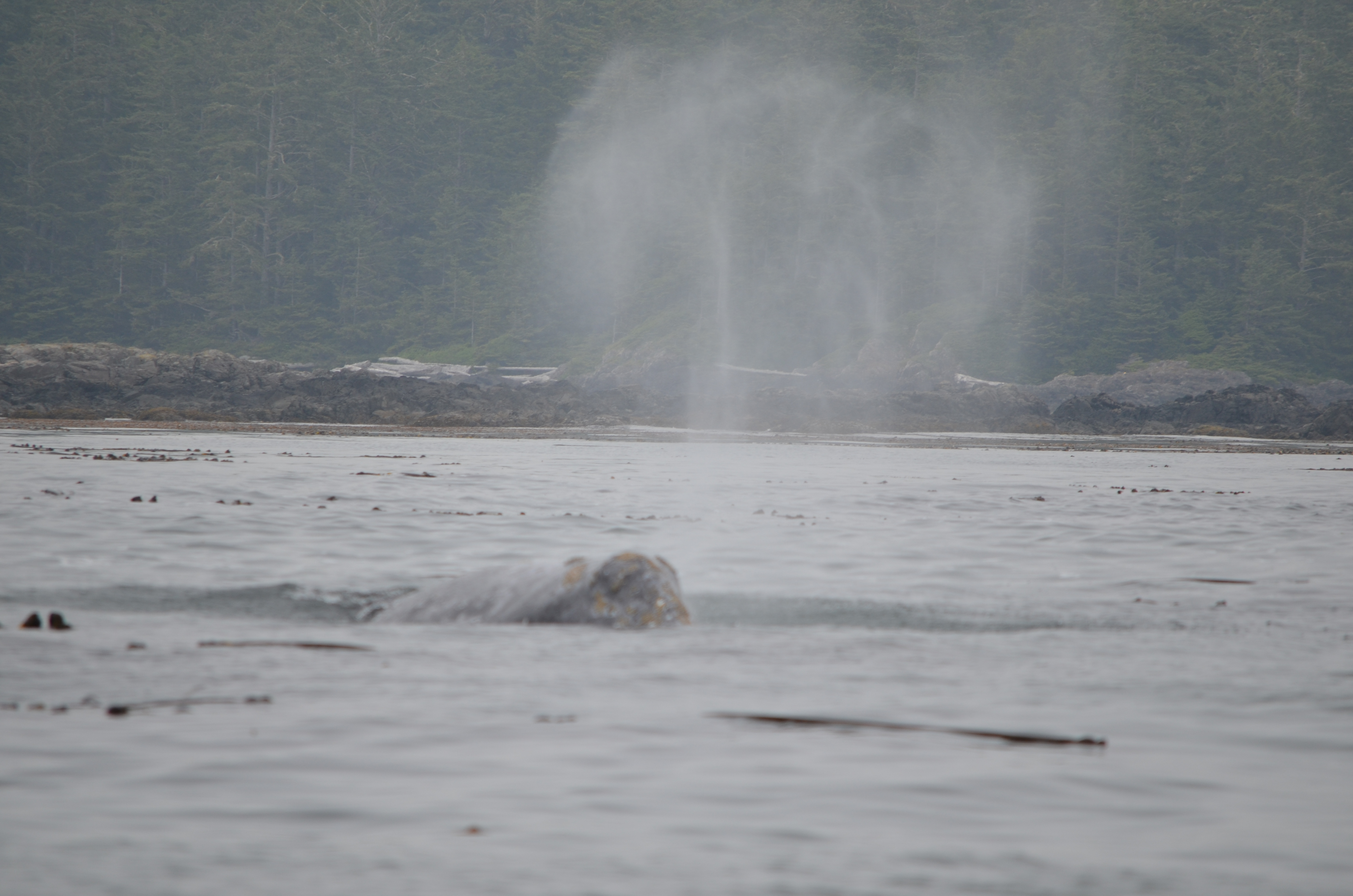 photos/wildlife/Mammal_Species/Grey_Whale/DSC_0321.JPG