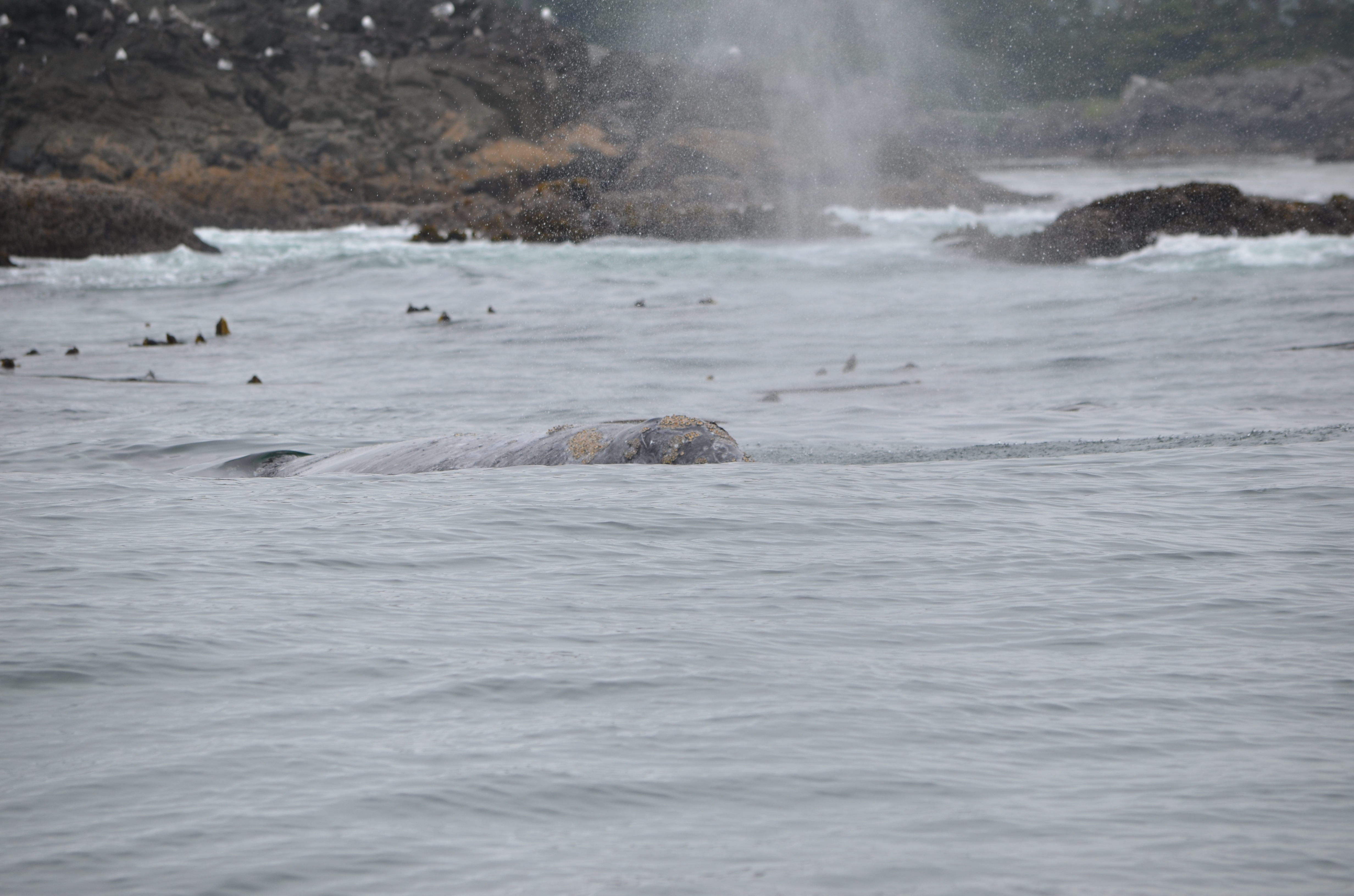 photos/wildlife/Mammal_Species/Grey_Whale/DSC_0322.JPG