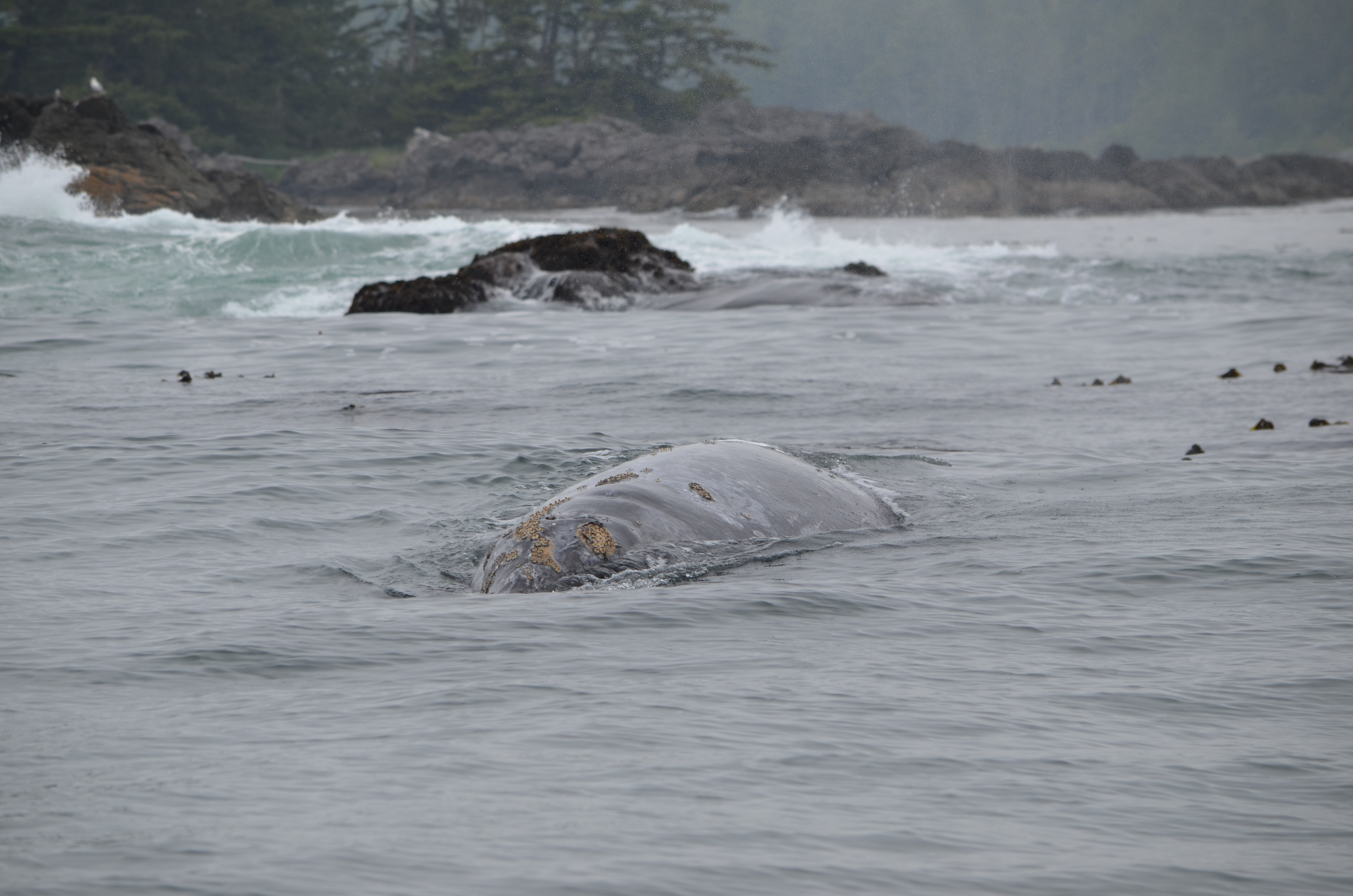 photos/wildlife/Mammal_Species/Grey_Whale/DSC_0323.JPG