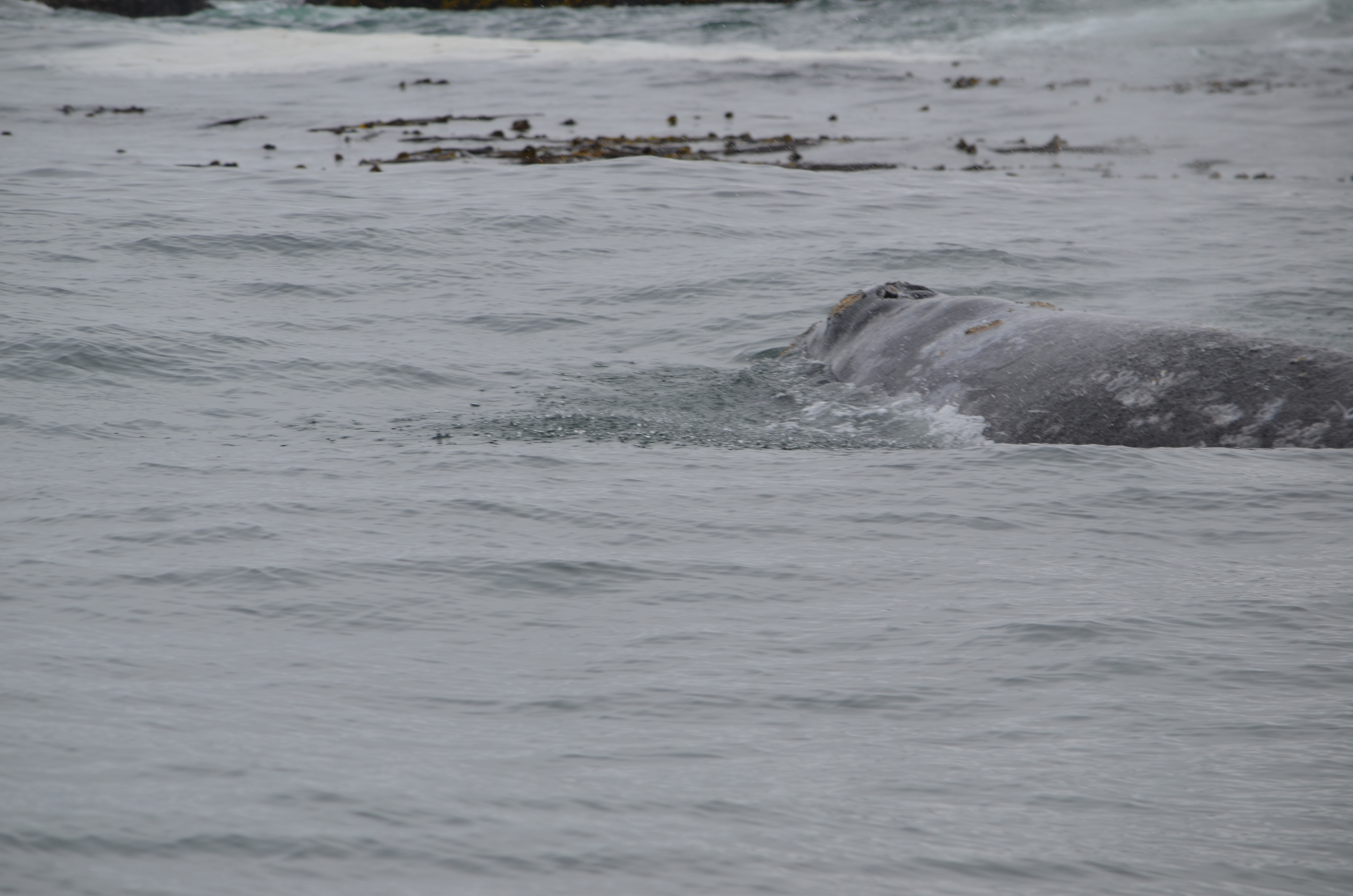 photos/wildlife/Mammal_Species/Grey_Whale/DSC_0324.JPG