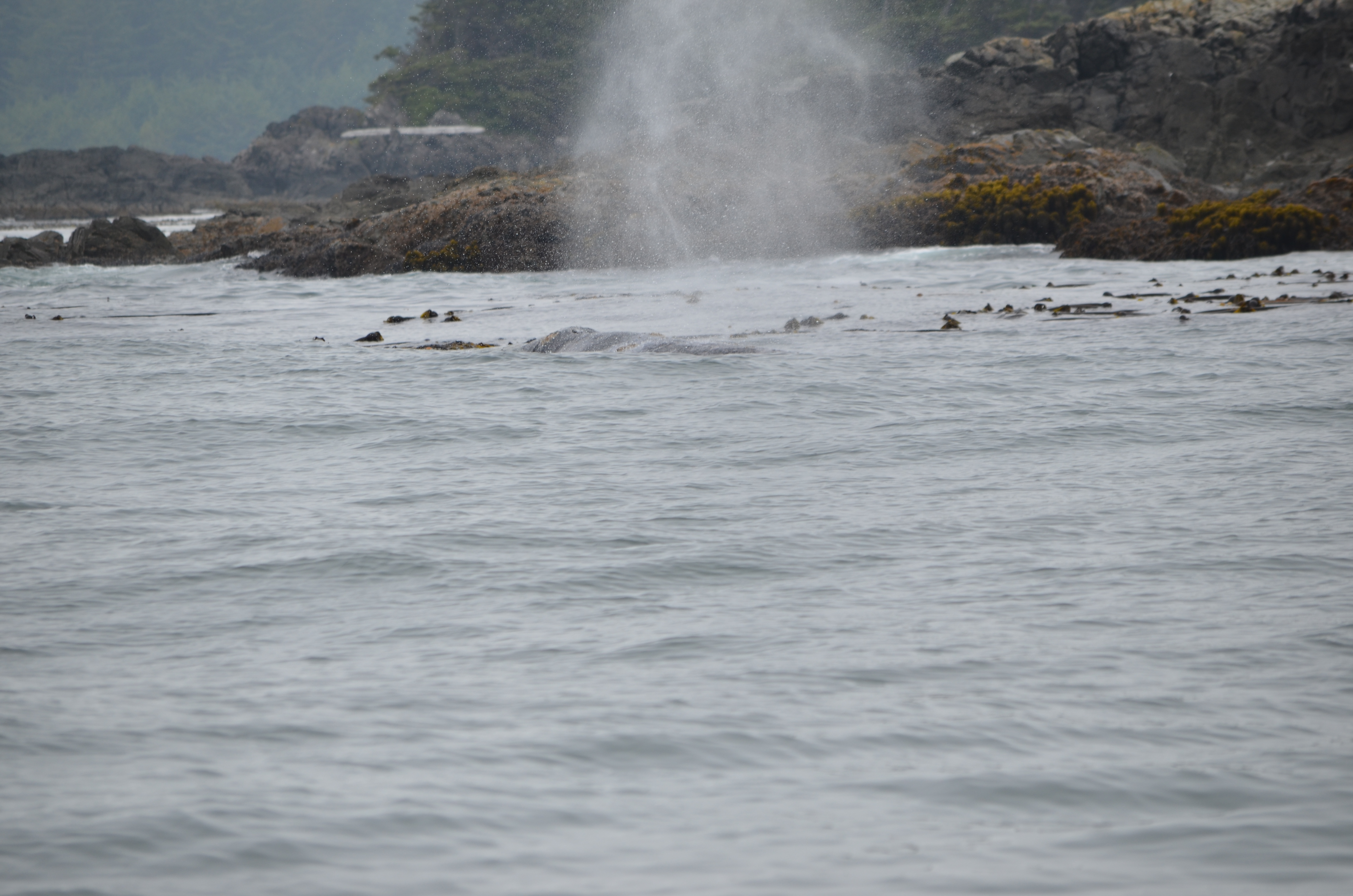 photos/wildlife/Mammal_Species/Grey_Whale/DSC_0329.JPG