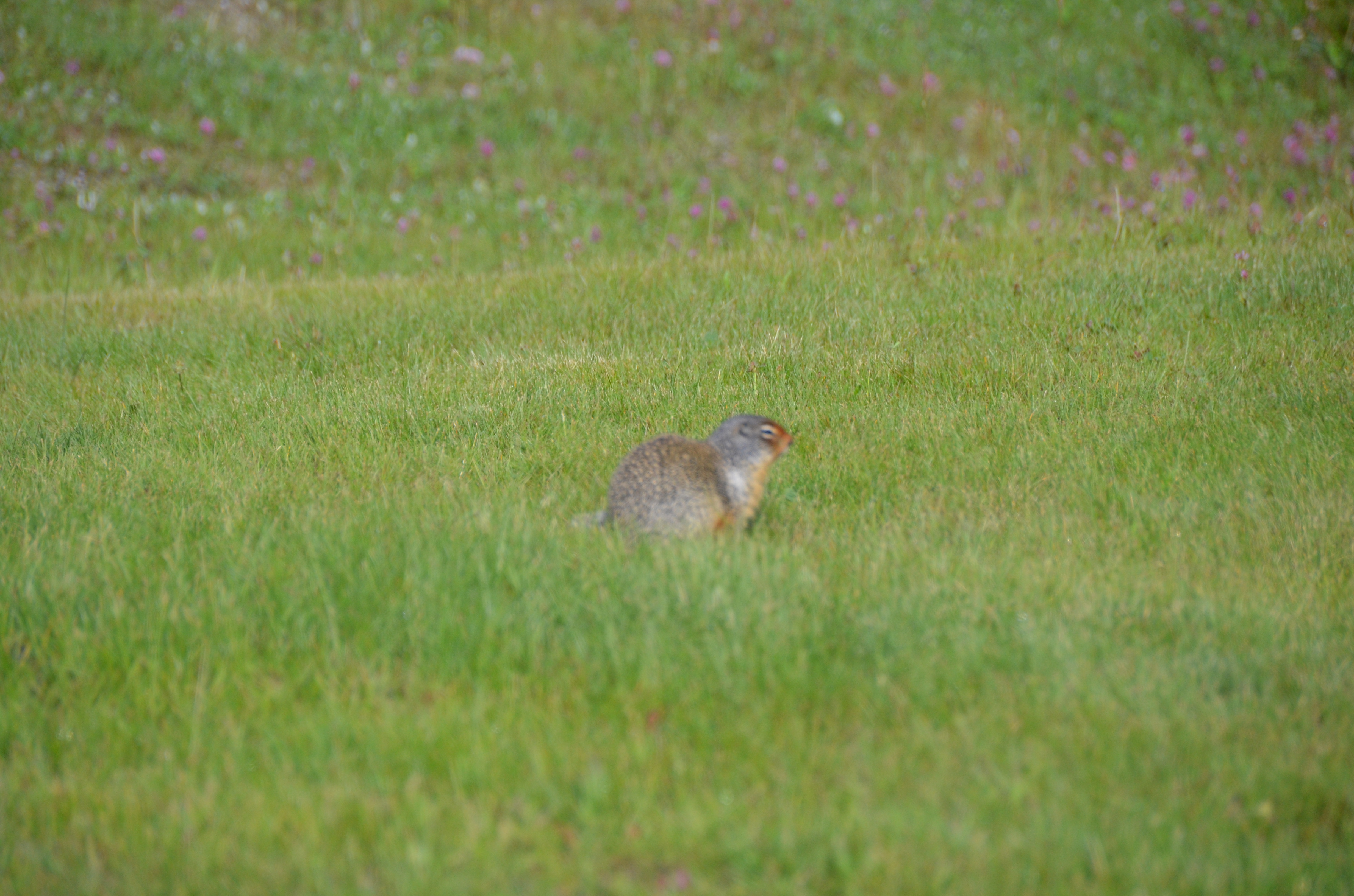 photos/wildlife/Mammal_Species/Groundhog/DSC_0730.JPG