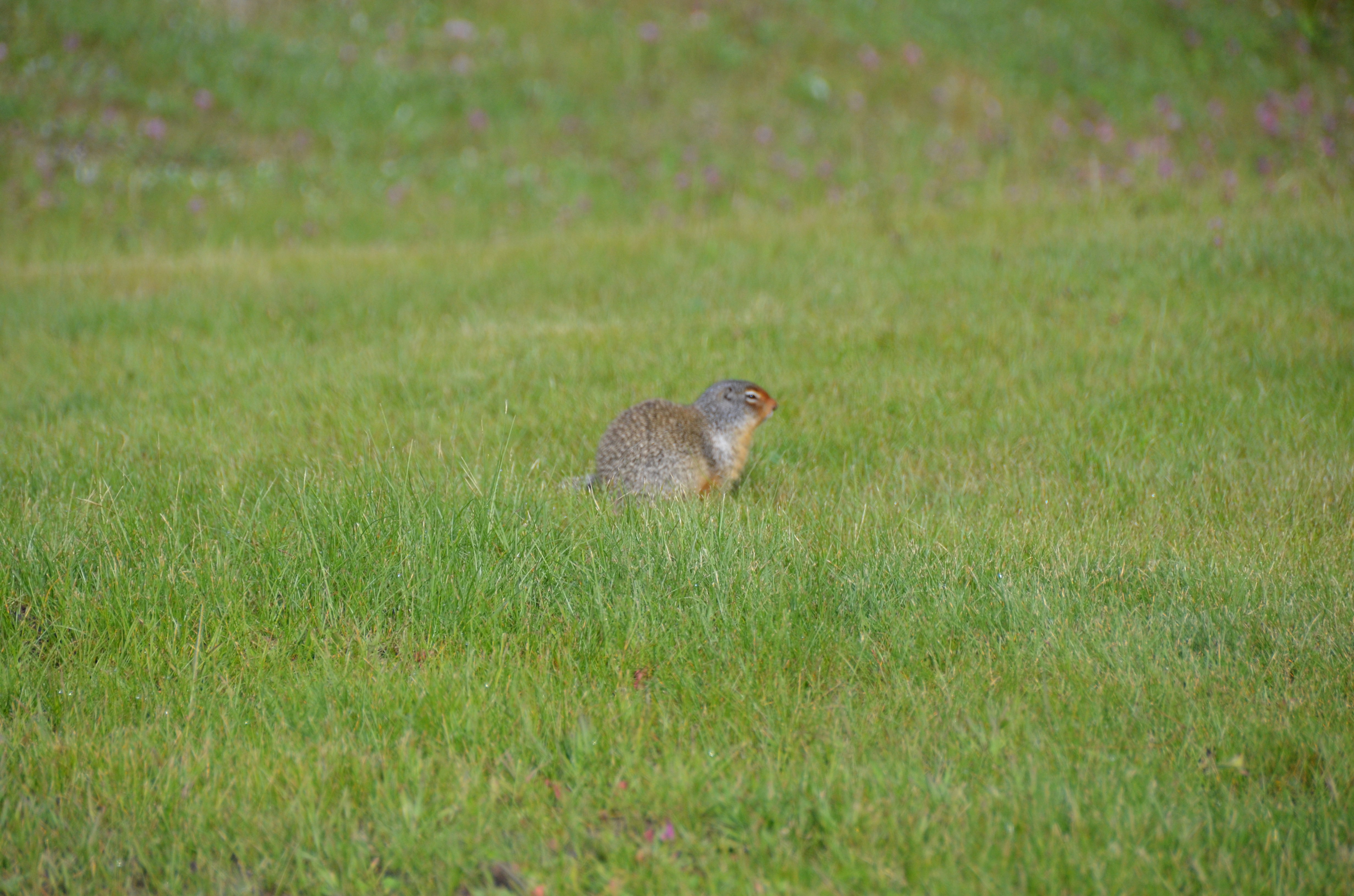 photos/wildlife/Mammal_Species/Groundhog/DSC_0731.JPG