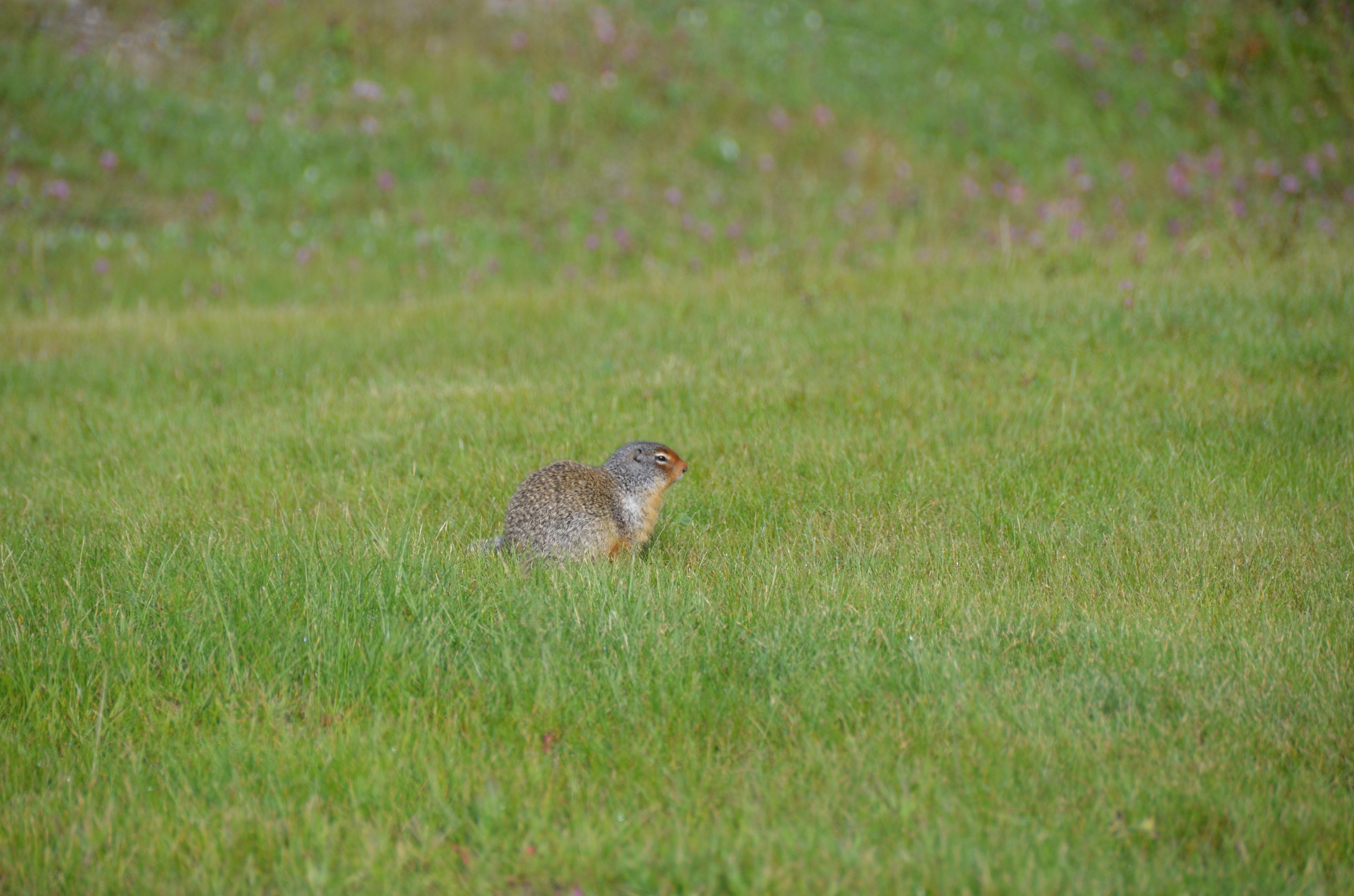 photos/wildlife/Mammal_Species/Groundhog/DSC_0732.JPG