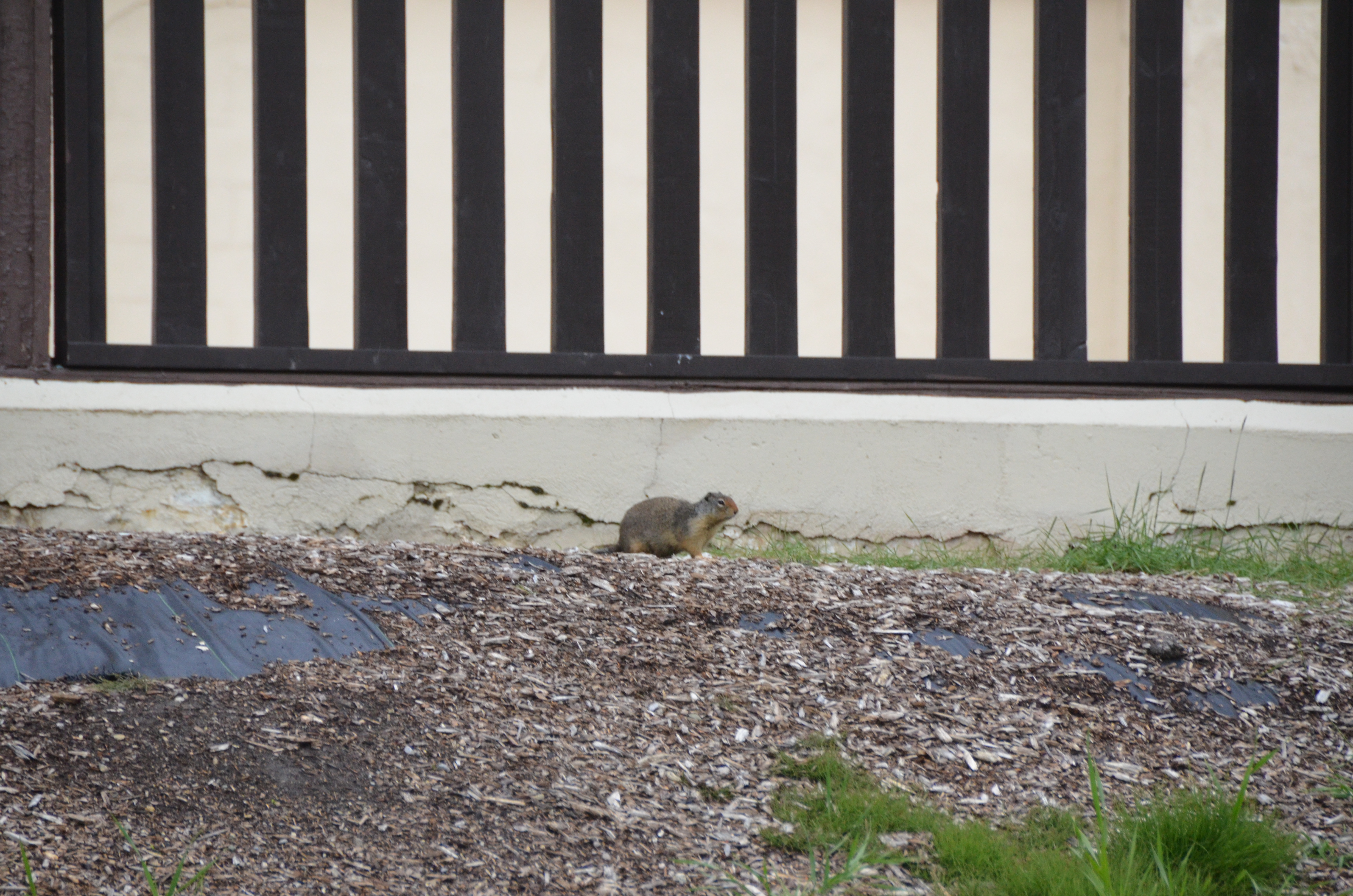 photos/wildlife/Mammal_Species/Groundhog/DSC_0790.JPG