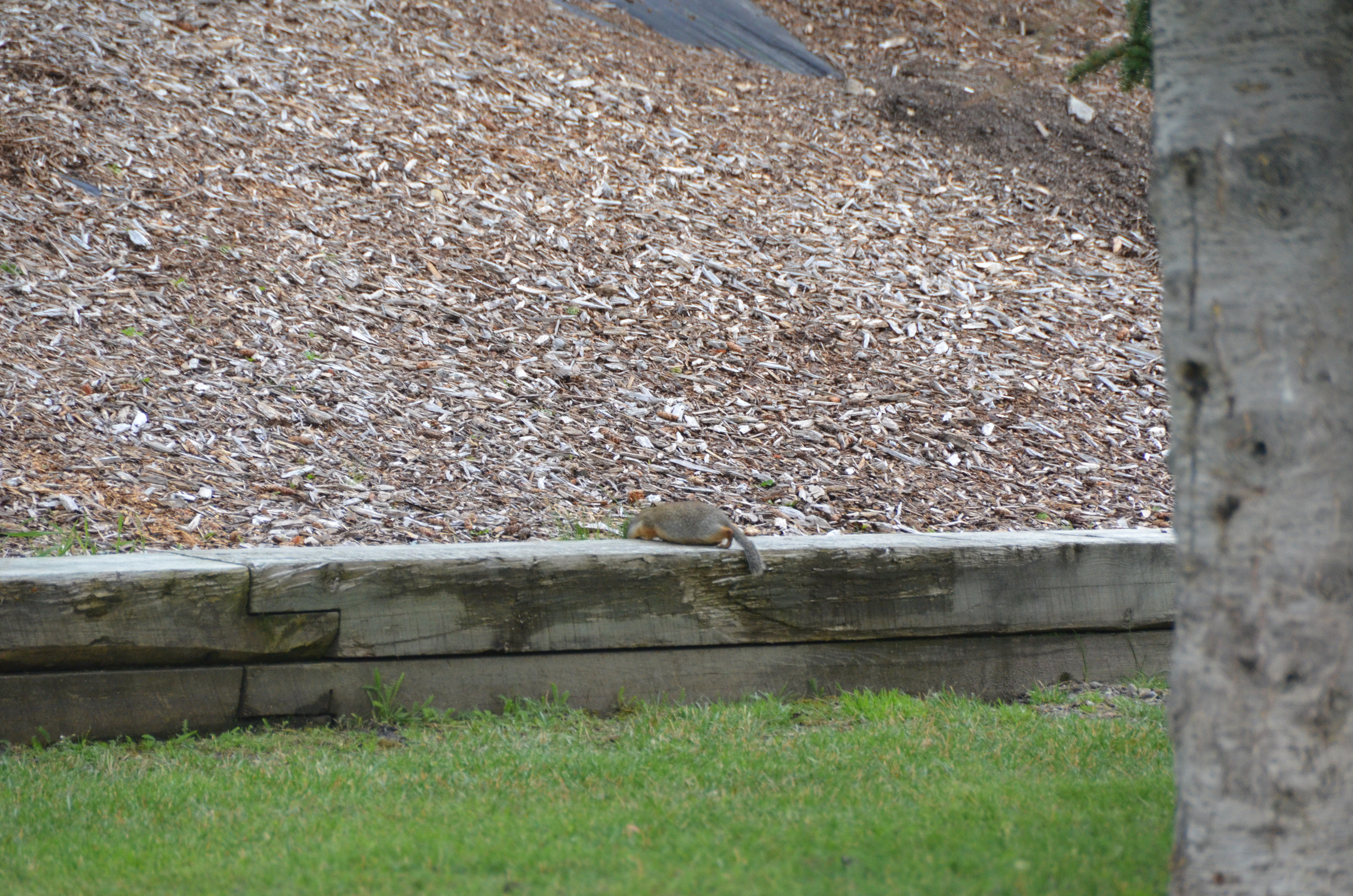 photos/wildlife/Mammal_Species/Groundhog/DSC_0791.JPG