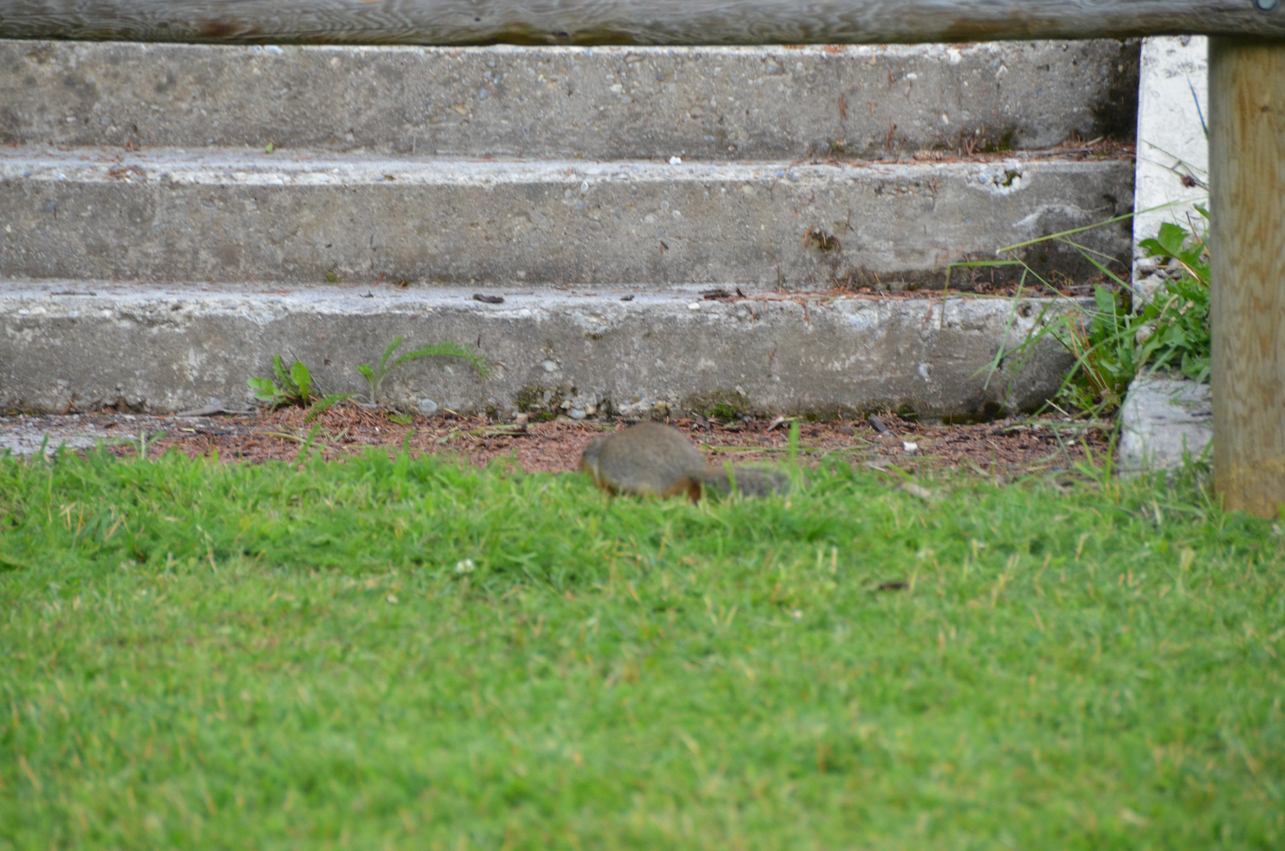 photos/wildlife/Mammal_Species/Groundhog/DSC_0792.JPG