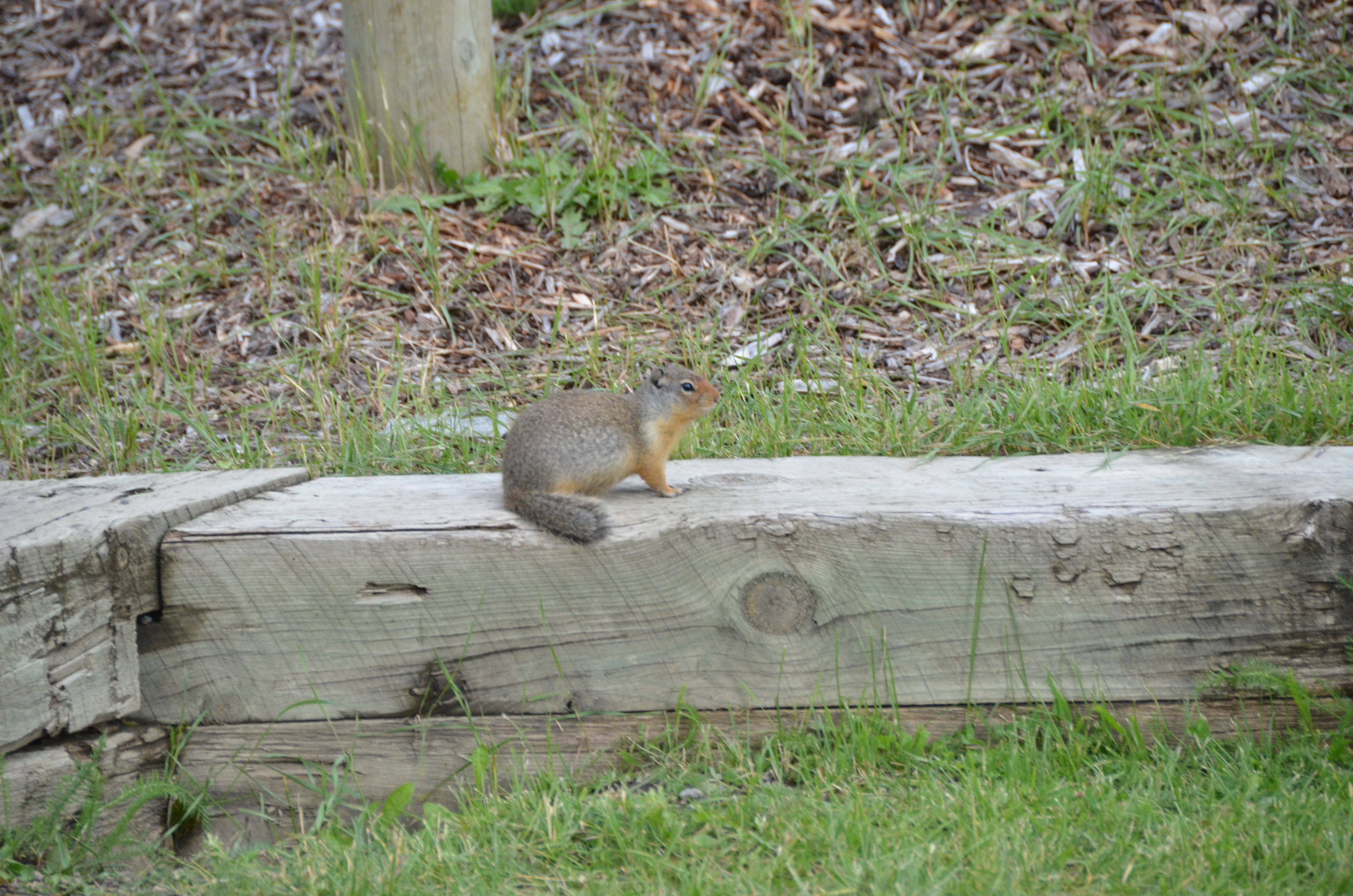 photos/wildlife/Mammal_Species/Groundhog/DSC_0793.JPG