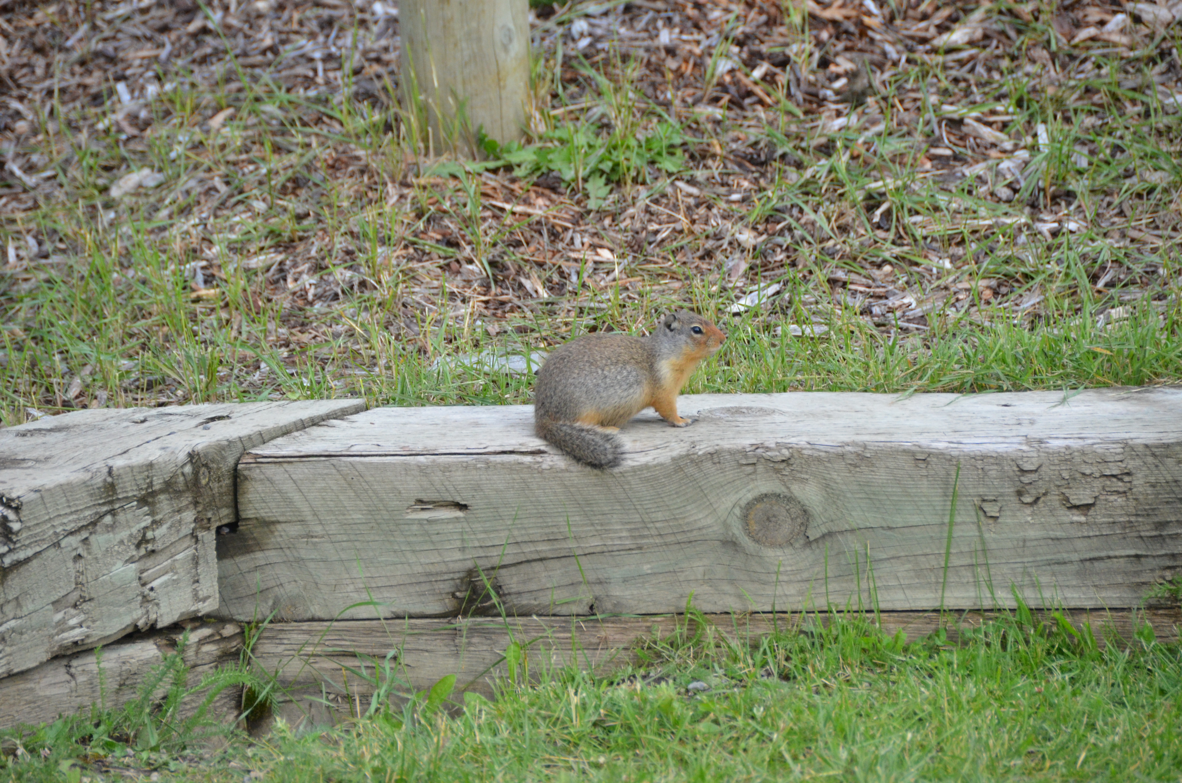 photos/wildlife/Mammal_Species/Groundhog/DSC_0794.JPG