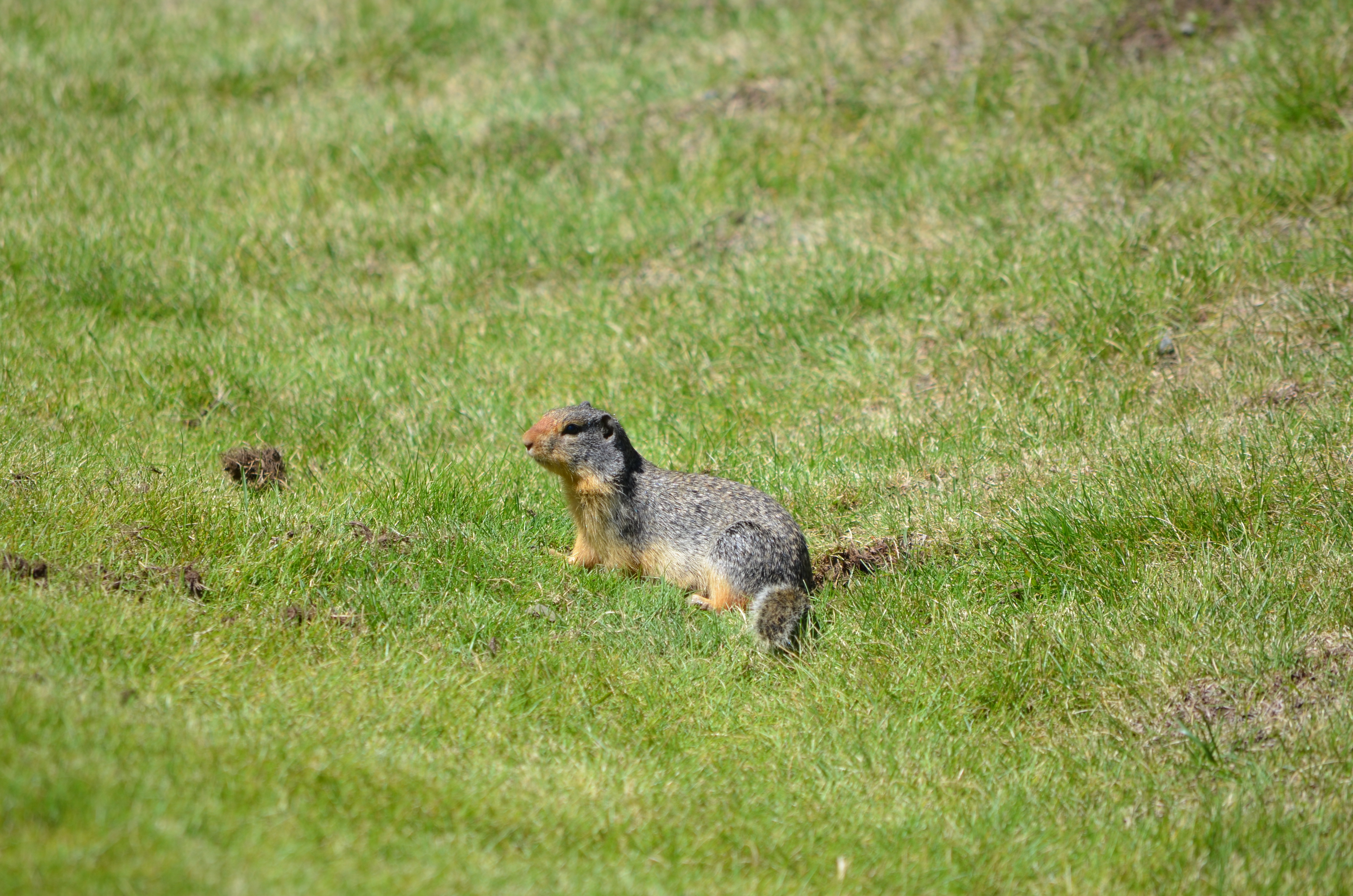 photos/wildlife/Mammal_Species/Groundhog/DSC_0898.JPG