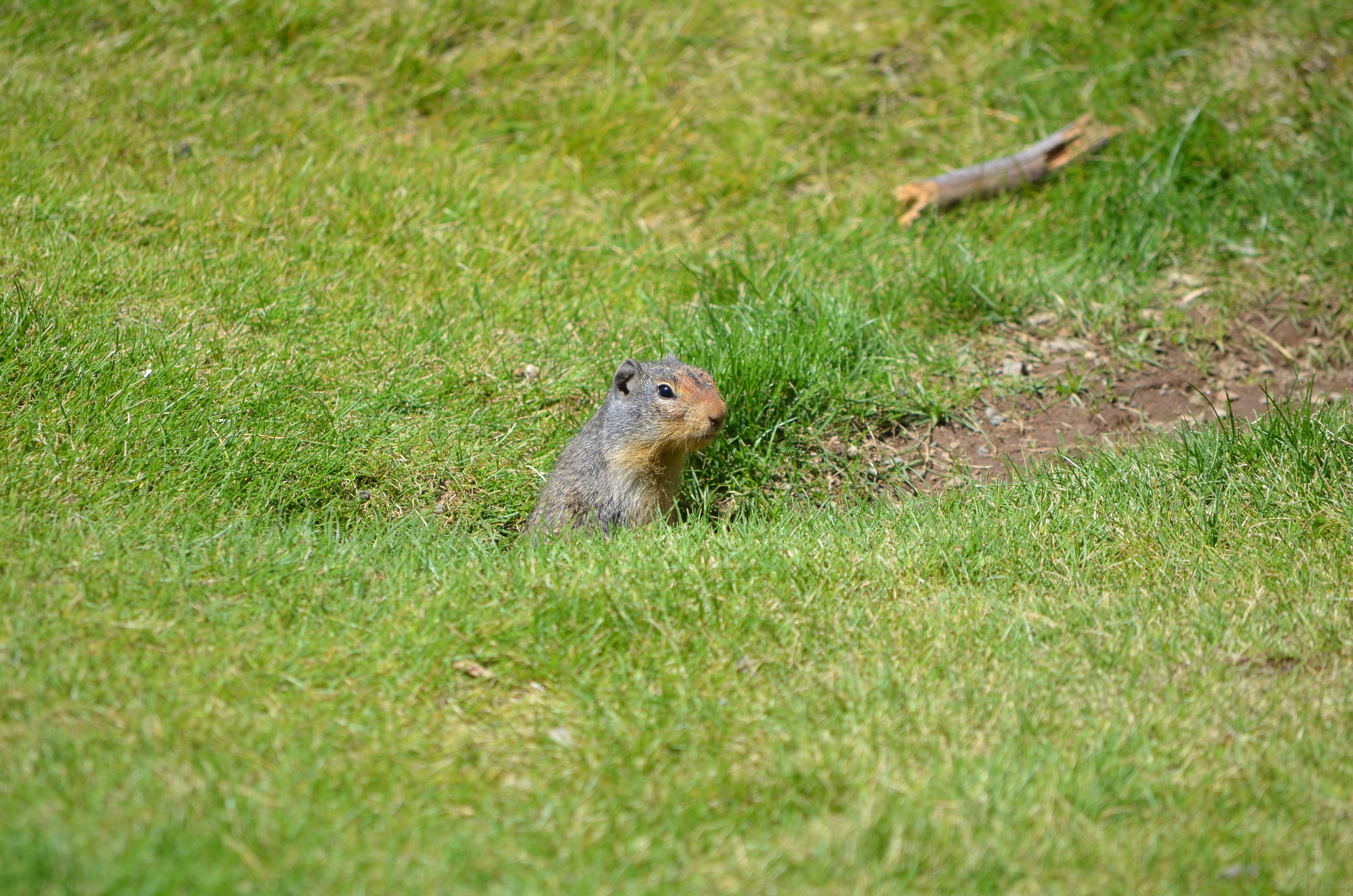 photos/wildlife/Mammal_Species/Groundhog/DSC_0899.JPG