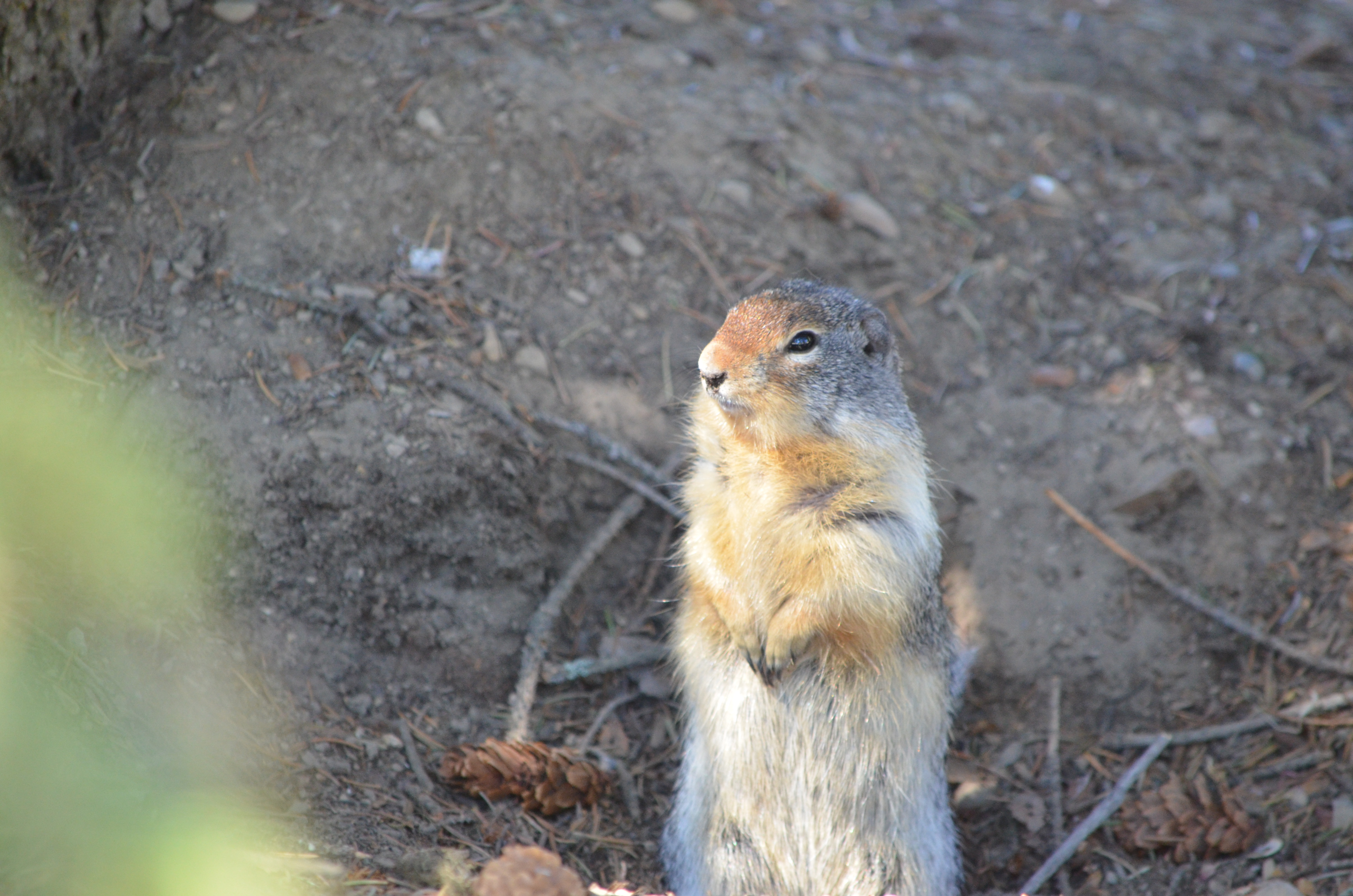 photos/wildlife/Mammal_Species/Groundhog/DSC_0905.JPG