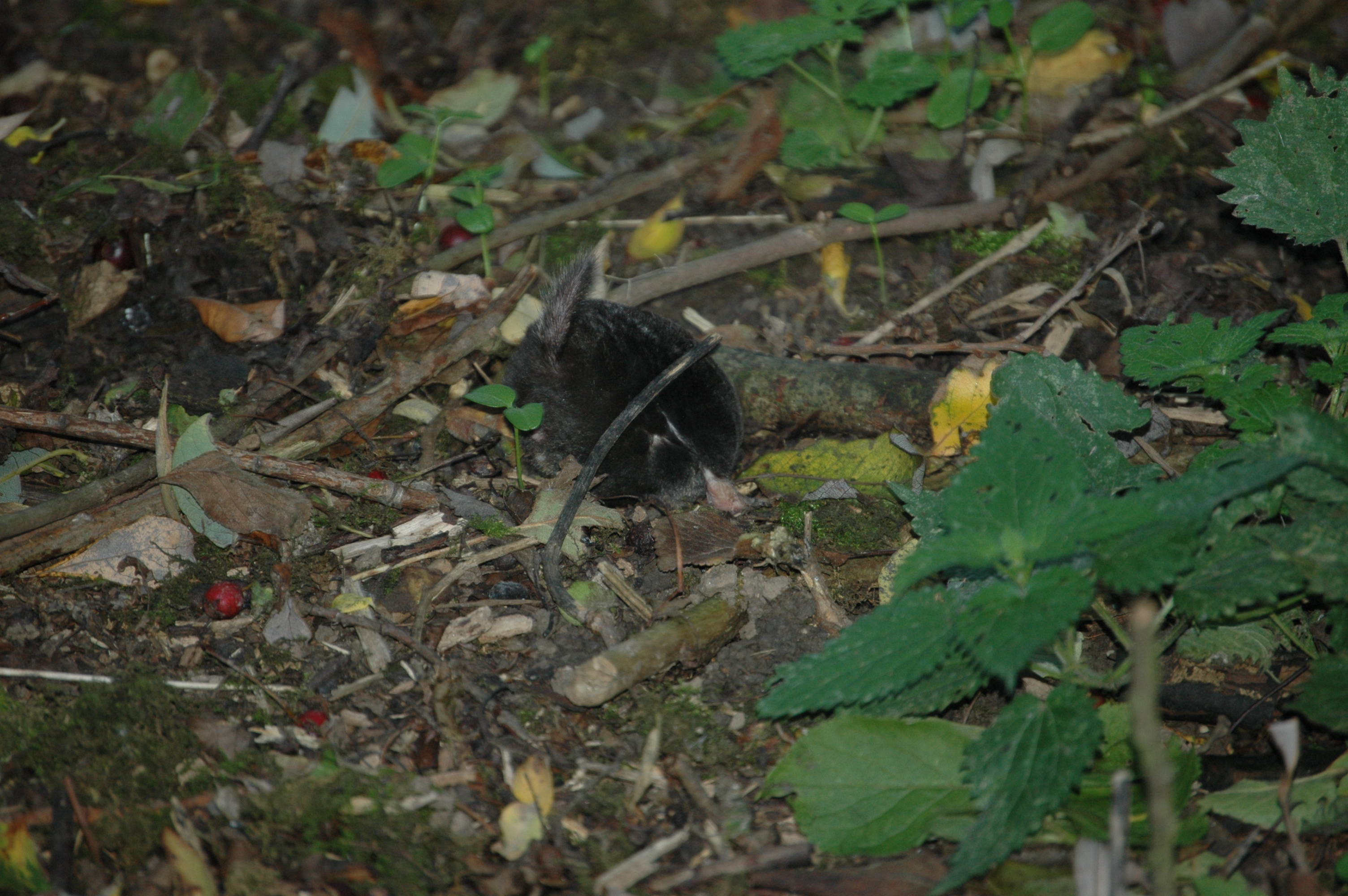 photos/wildlife/Mammal_Species/Mole/DSC_3534.JPG