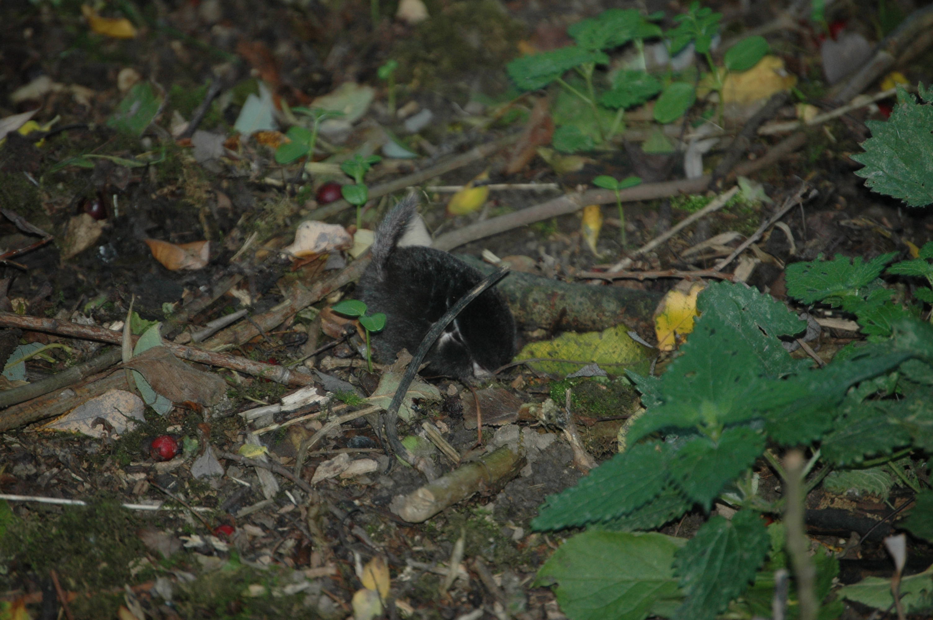 photos/wildlife/Mammal_Species/Mole/DSC_3535.JPG