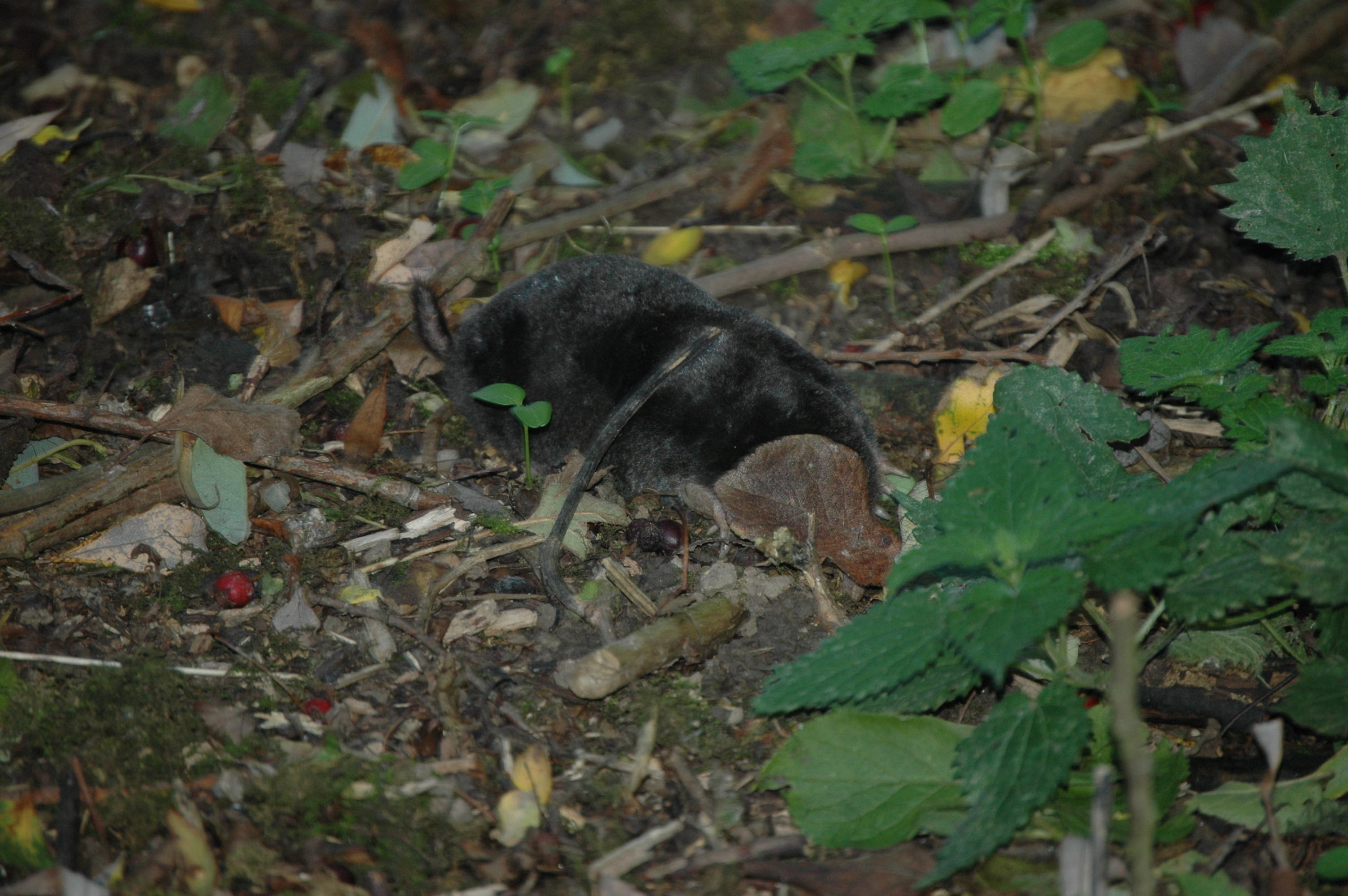 photos/wildlife/Mammal_Species/Mole/DSC_3536.JPG