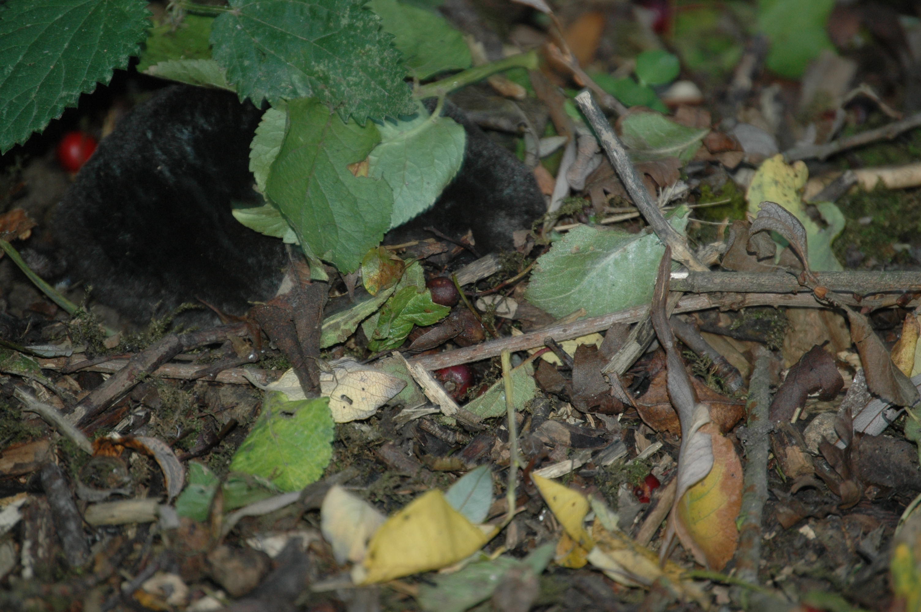 photos/wildlife/Mammal_Species/Mole/DSC_3537.JPG