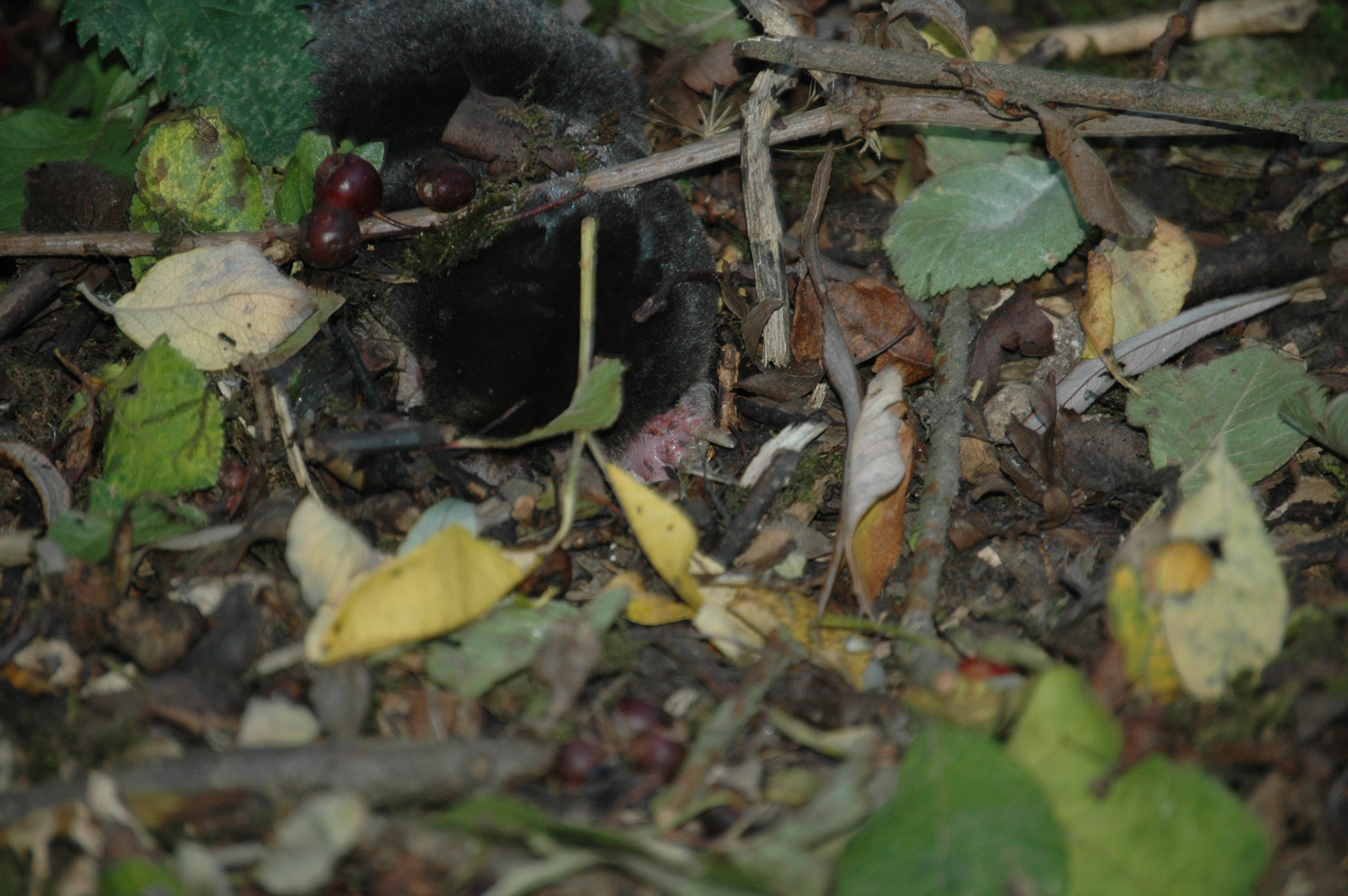 photos/wildlife/Mammal_Species/Mole/DSC_3538.JPG