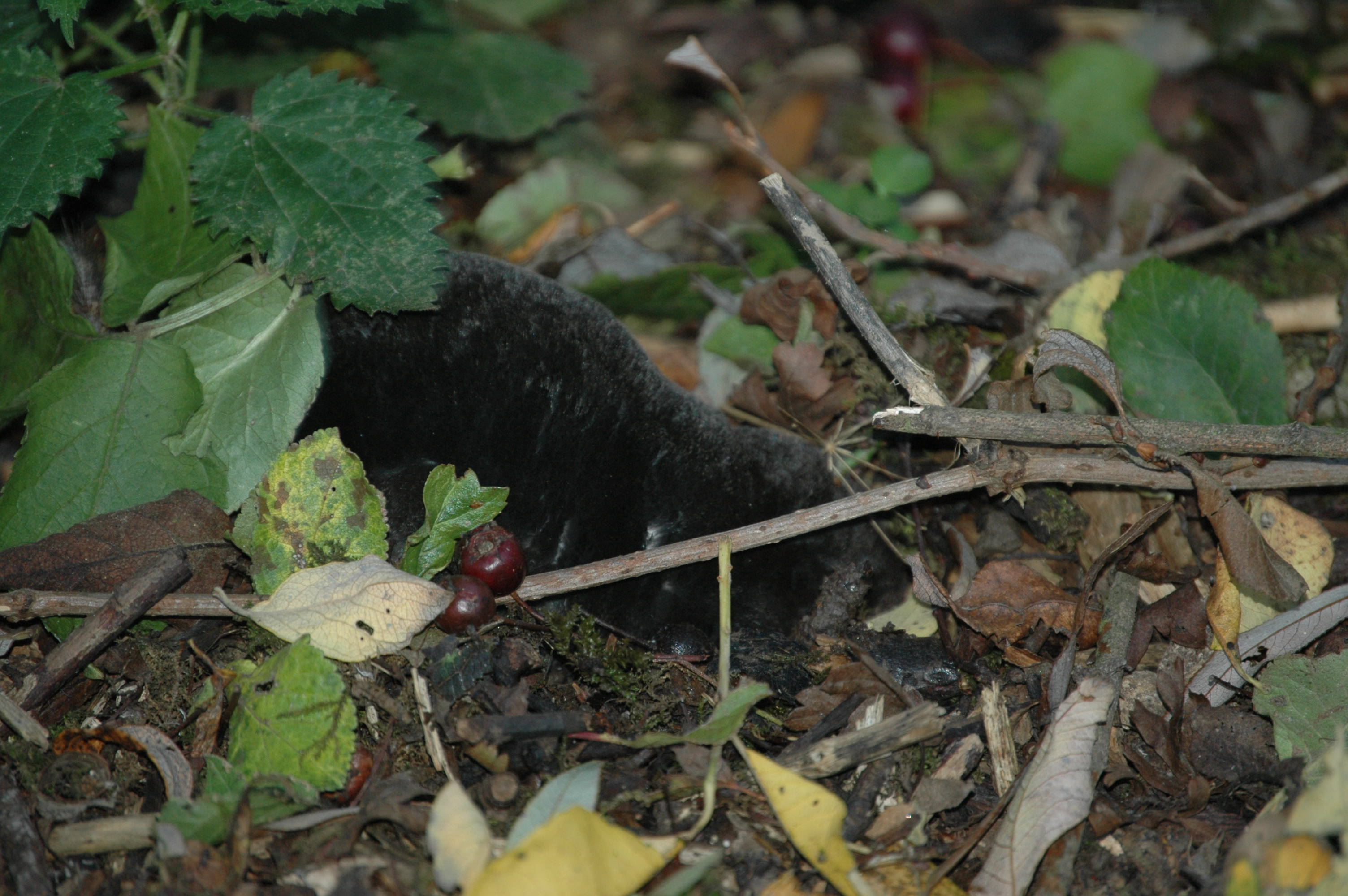 photos/wildlife/Mammal_Species/Mole/DSC_3539.JPG