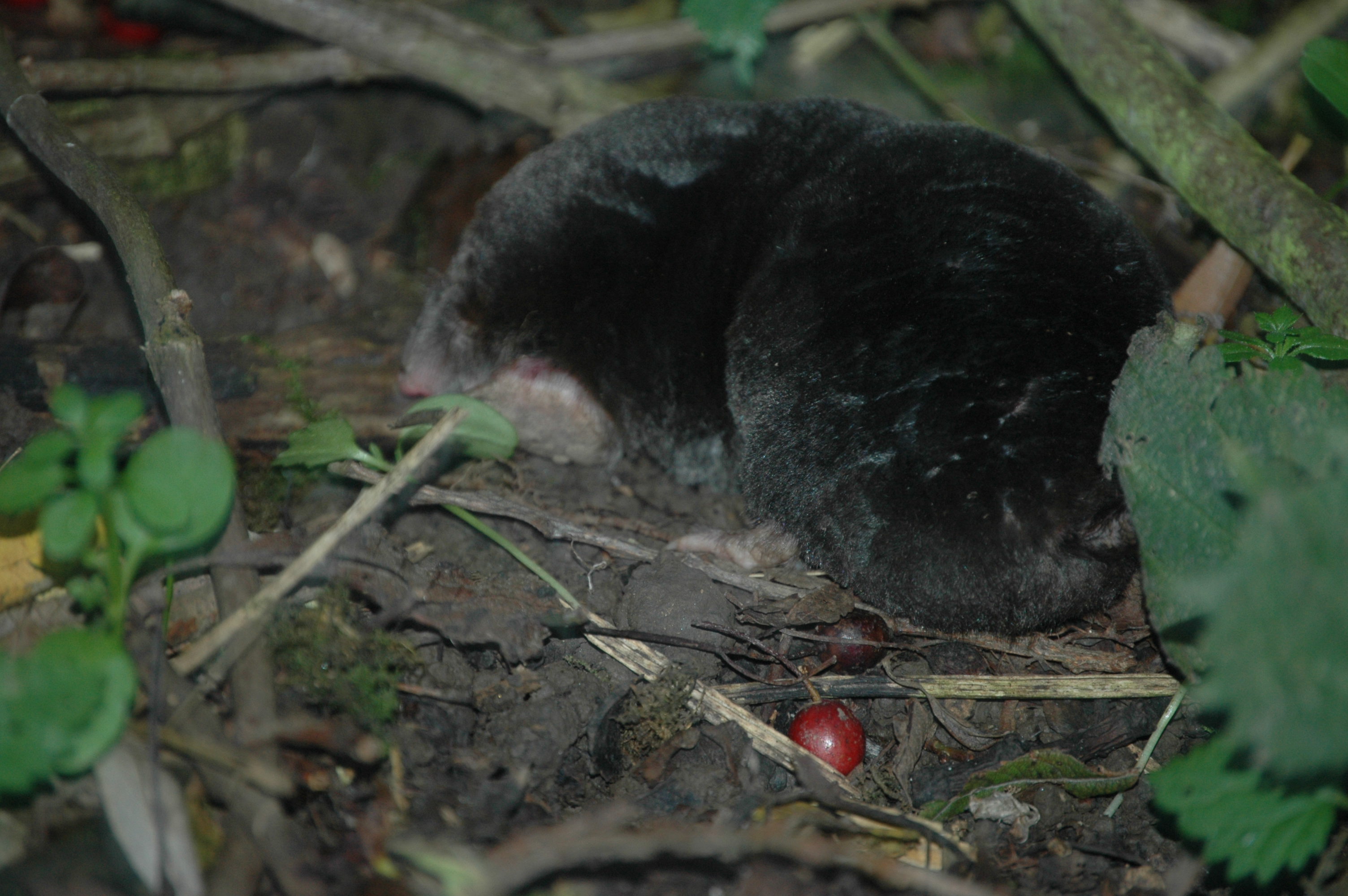 photos/wildlife/Mammal_Species/Mole/DSC_3540.JPG