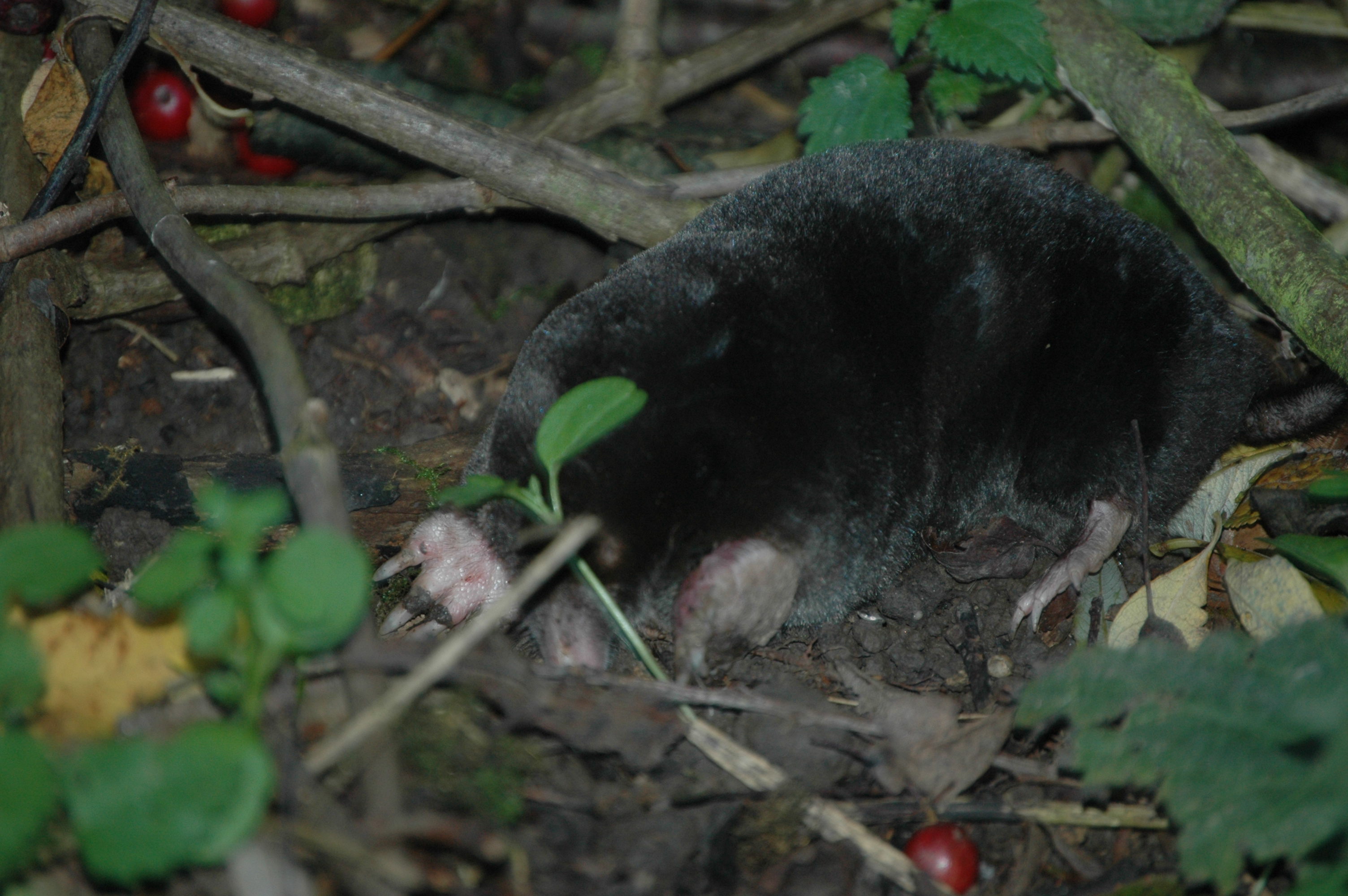 photos/wildlife/Mammal_Species/Mole/DSC_3541.JPG
