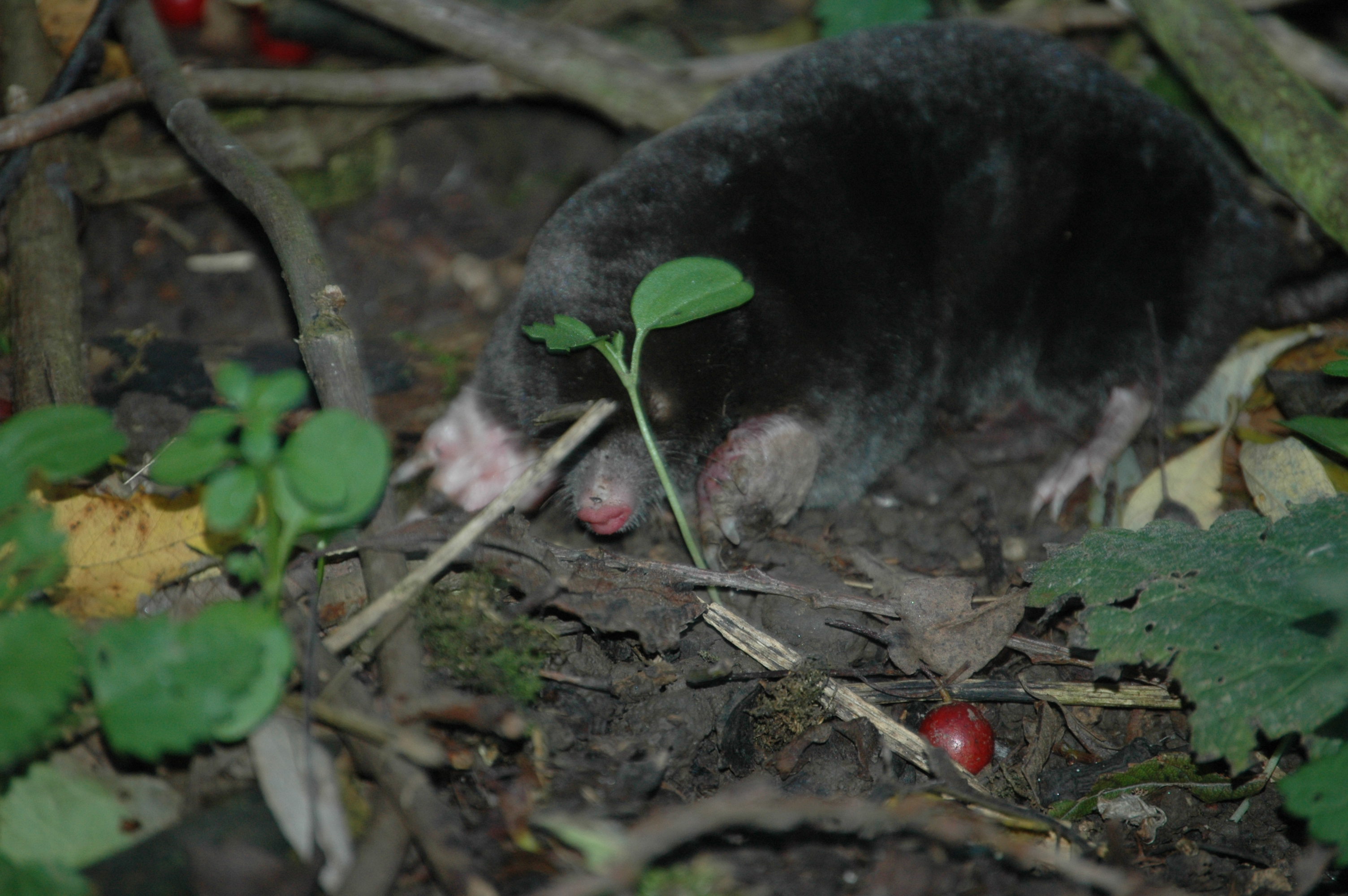 photos/wildlife/Mammal_Species/Mole/DSC_3542.JPG