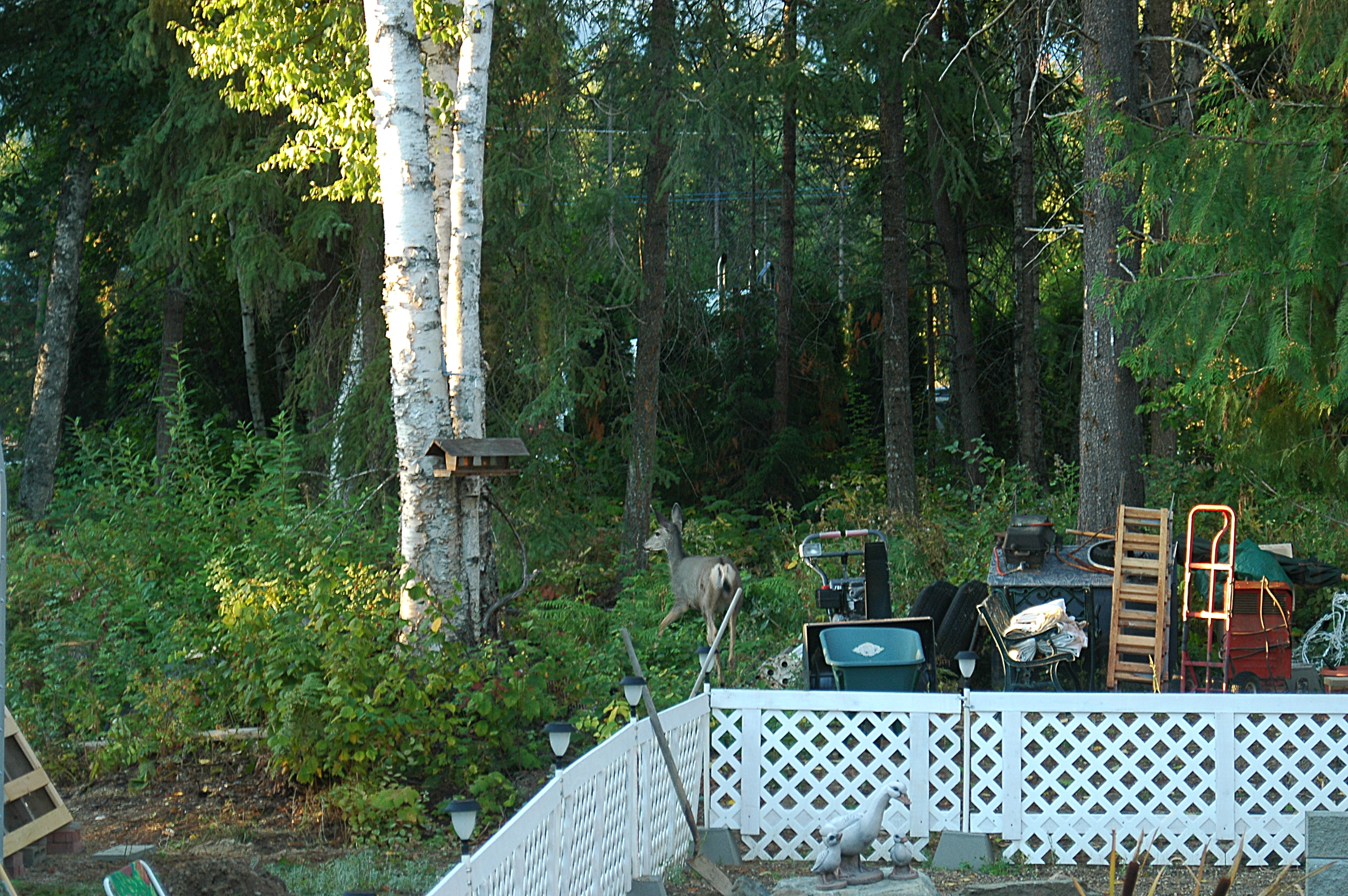 photos/wildlife/Mammal_Species/Mule_Deer/20070909-Canada-01.jpg