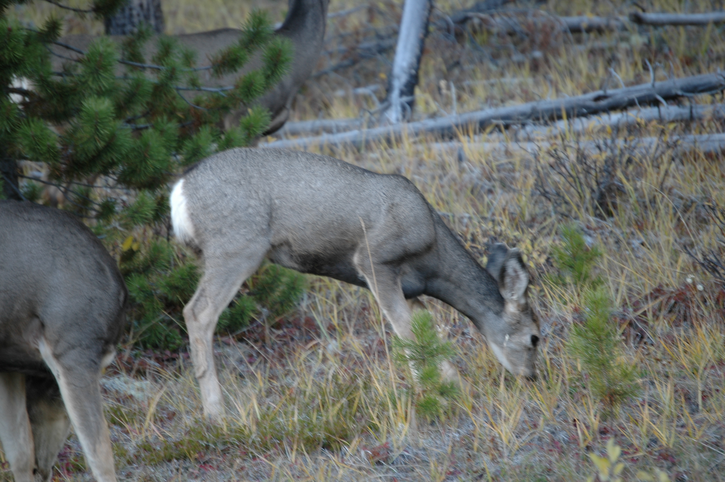 photos/wildlife/Mammal_Species/Mule_Deer/20070927-Canada-01.jpg