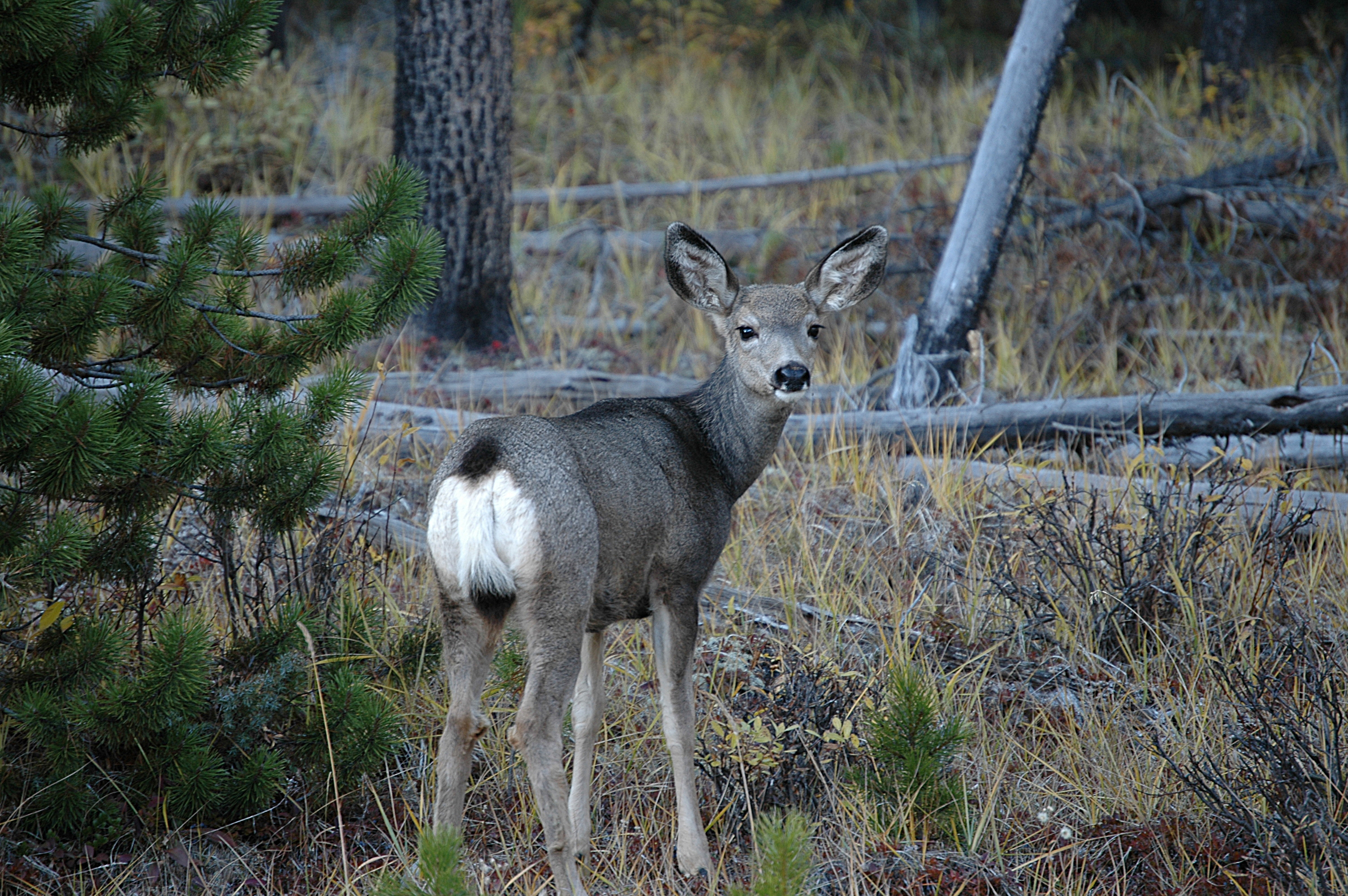 photos/wildlife/Mammal_Species/Mule_Deer/20070927-Canada-02.jpg