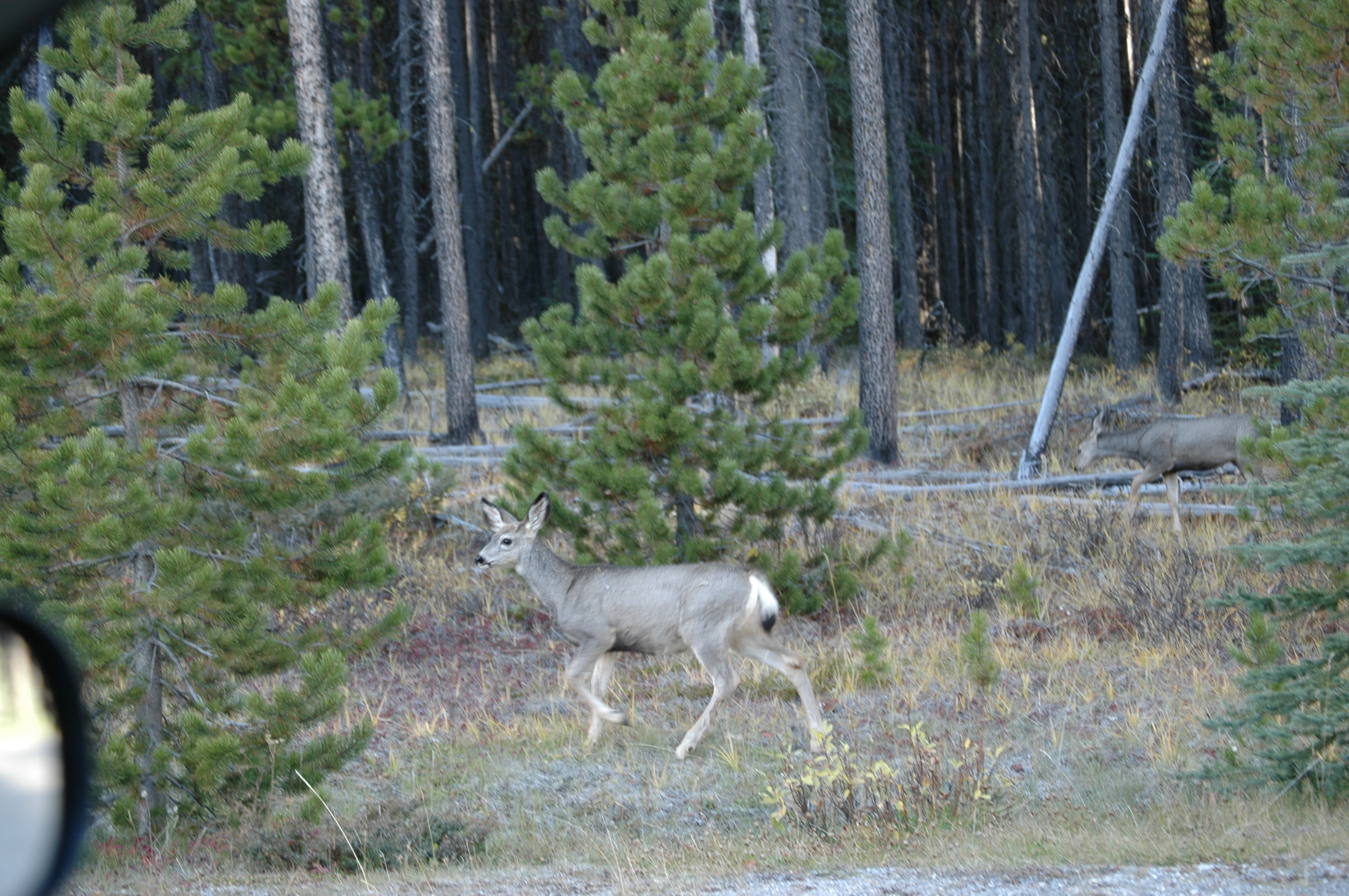 photos/wildlife/Mammal_Species/Mule_Deer/20070927-Canada-03.jpg