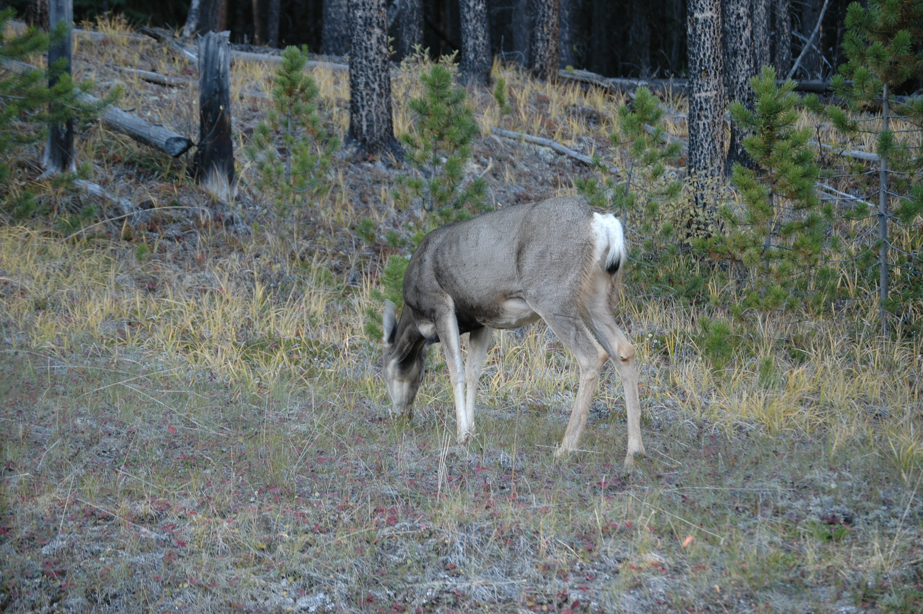photos/wildlife/Mammal_Species/Mule_Deer/20070927-Canada-04.jpg