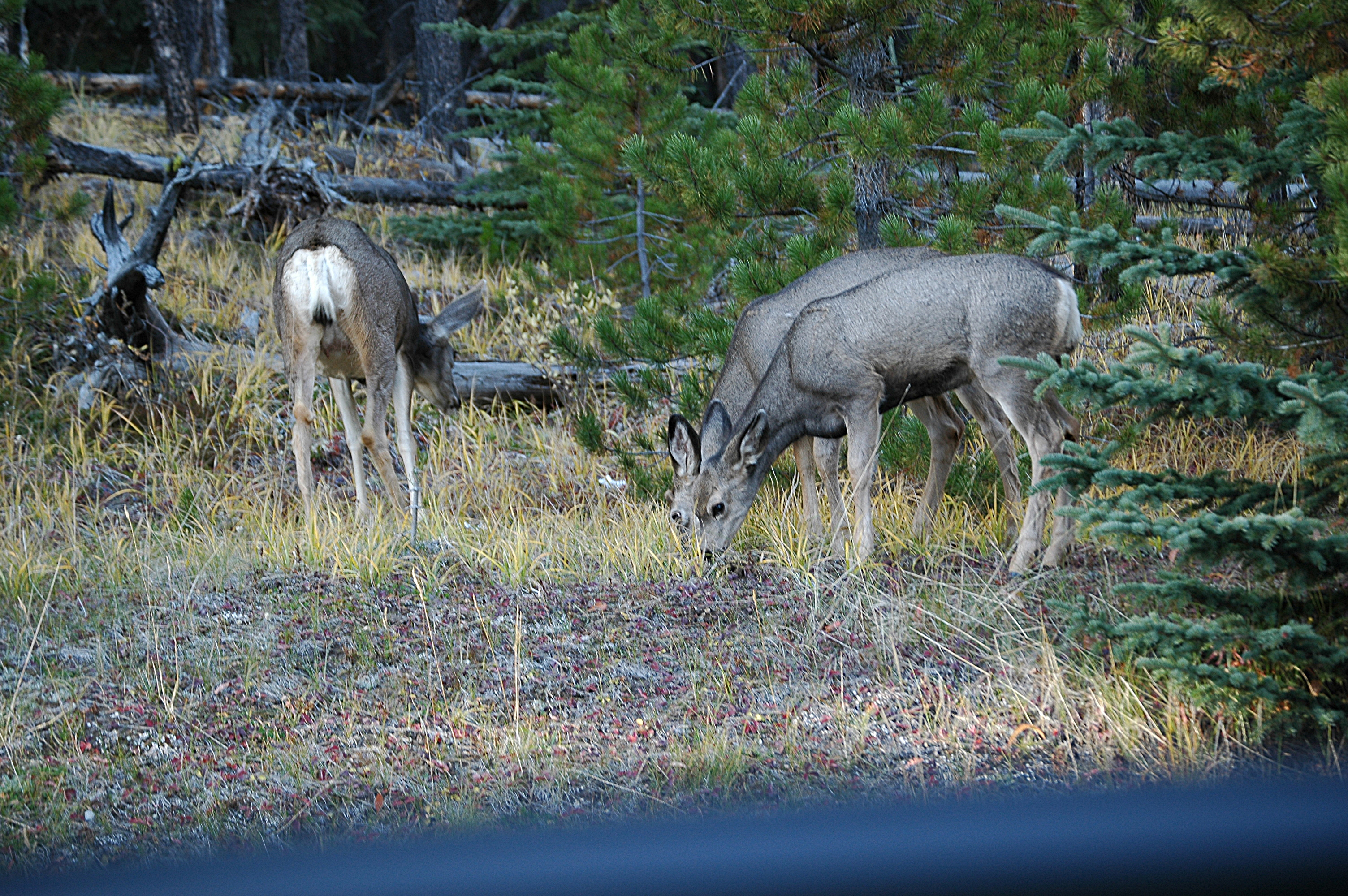 photos/wildlife/Mammal_Species/Mule_Deer/20070927-Canada-05.jpg