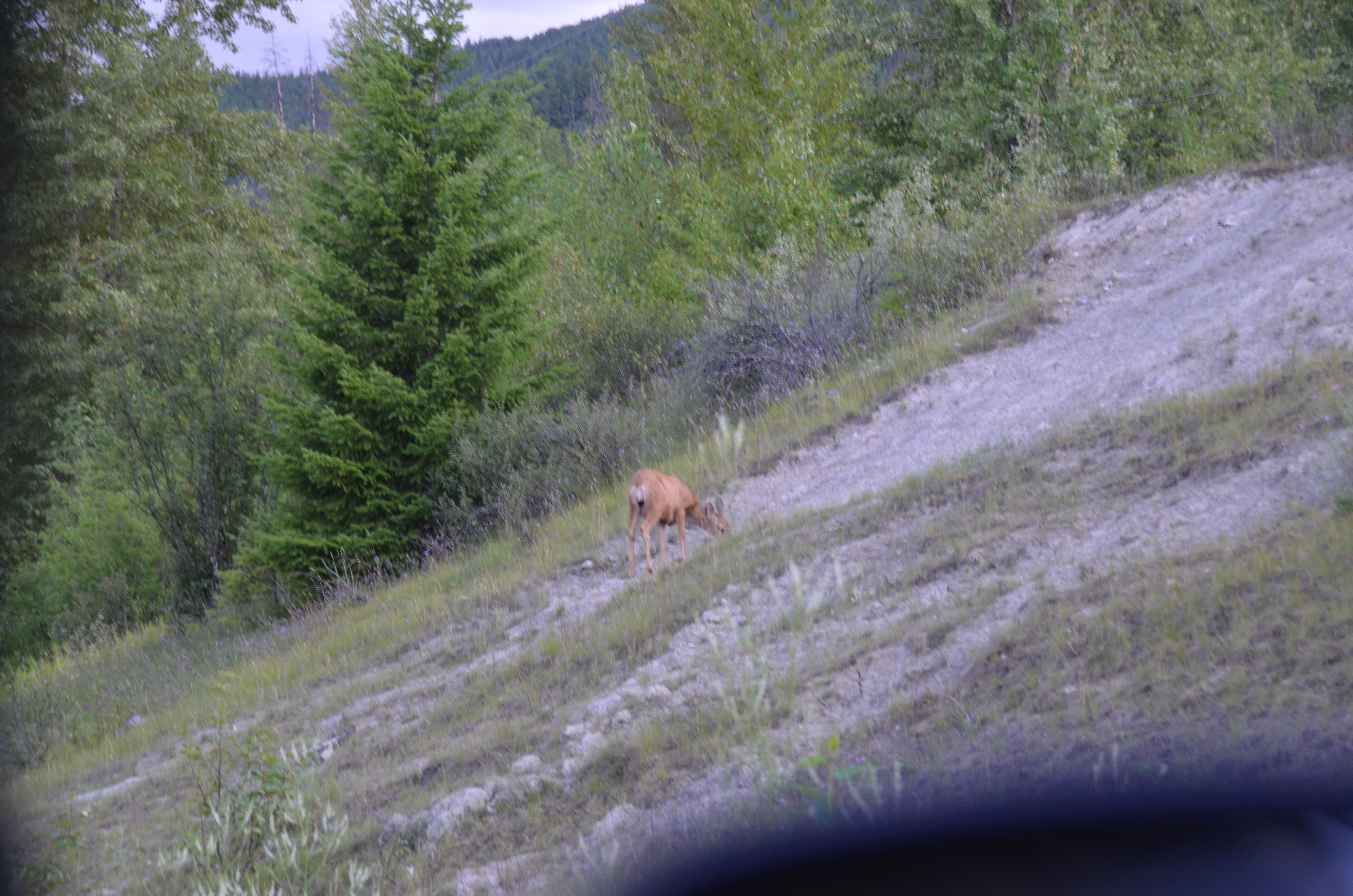 photos/wildlife/Mammal_Species/Mule_Deer/DSC_0558.JPG