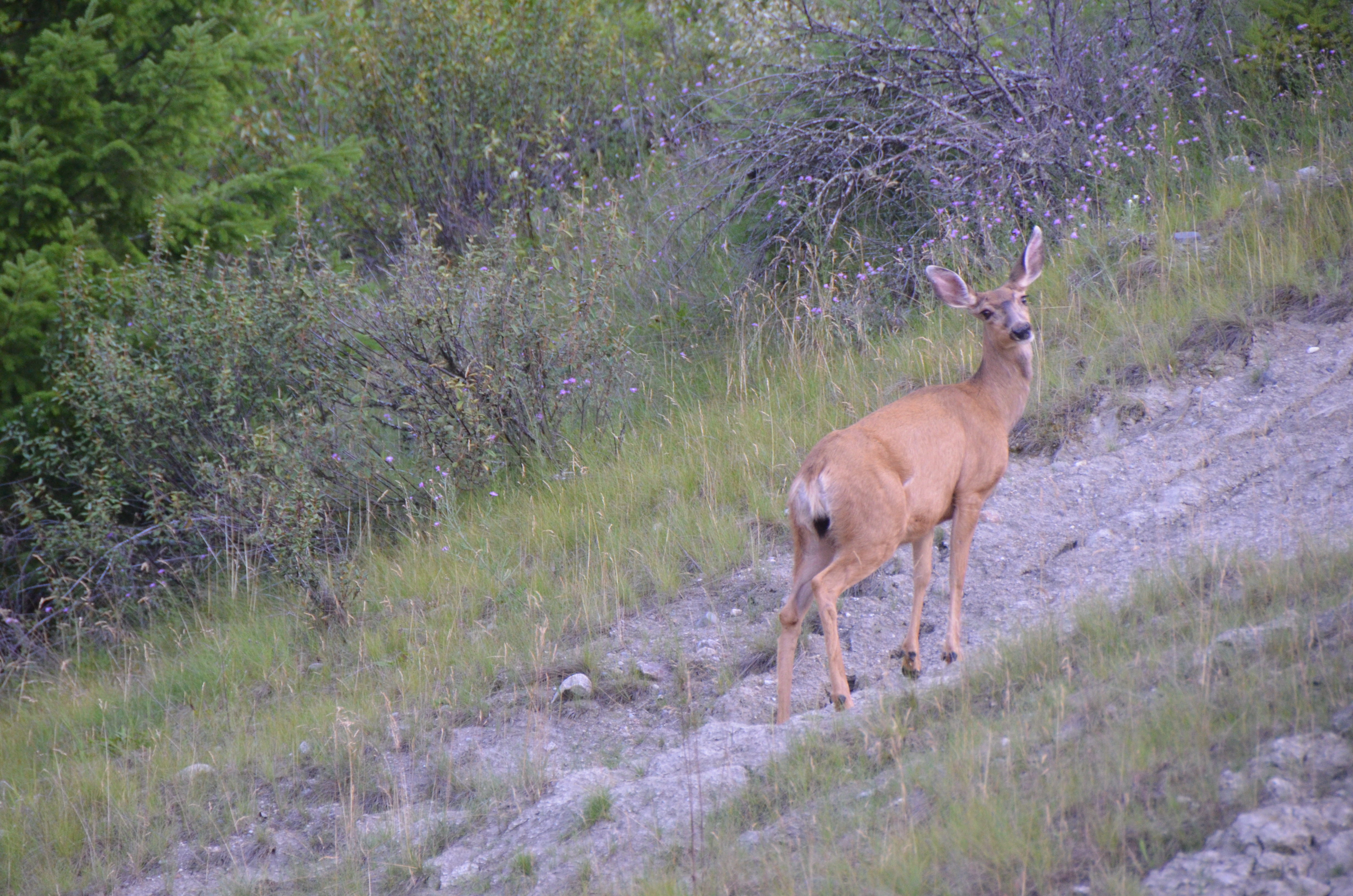 photos/wildlife/Mammal_Species/Mule_Deer/DSC_0559.JPG