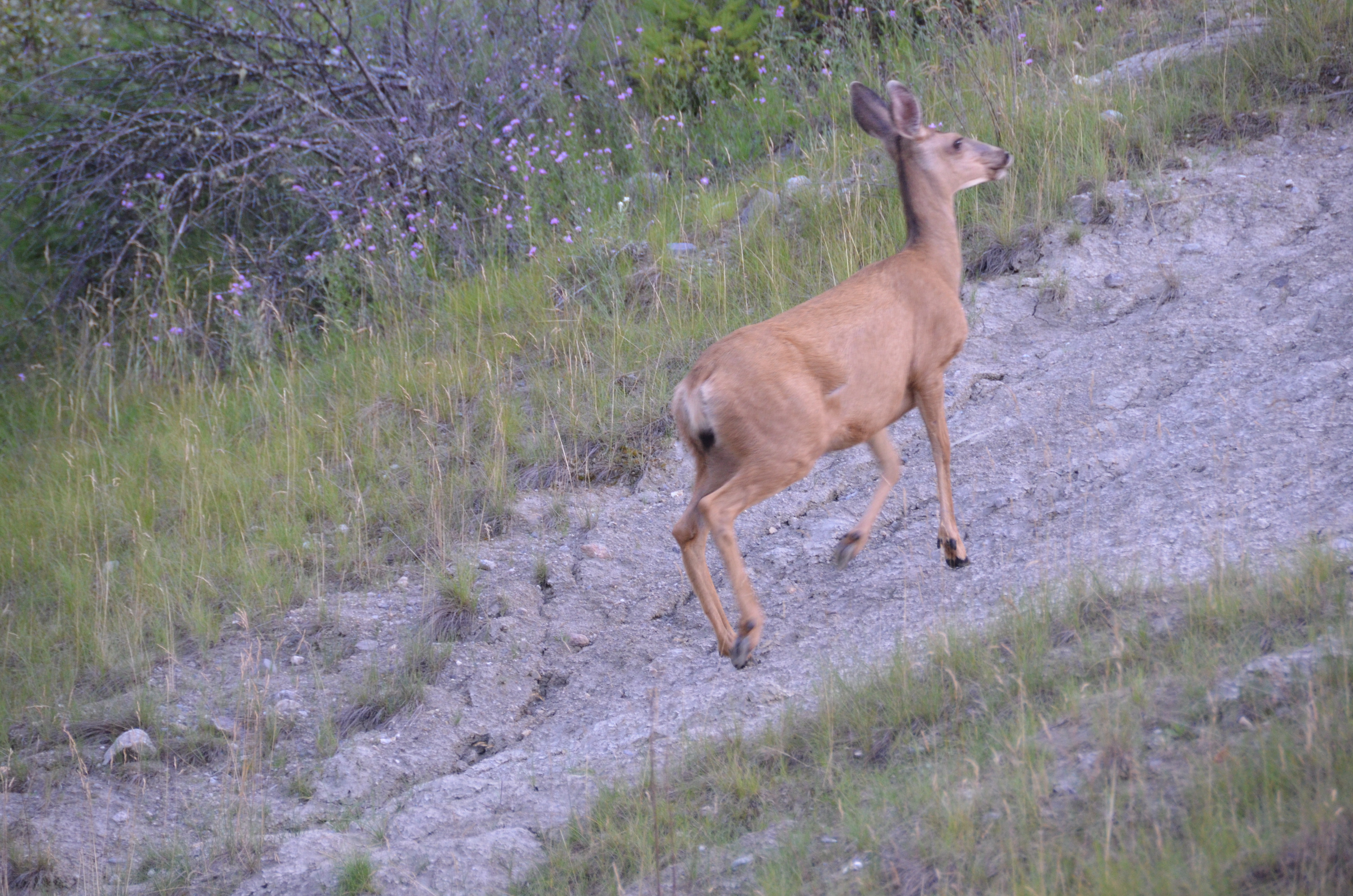 photos/wildlife/Mammal_Species/Mule_Deer/DSC_0560.JPG