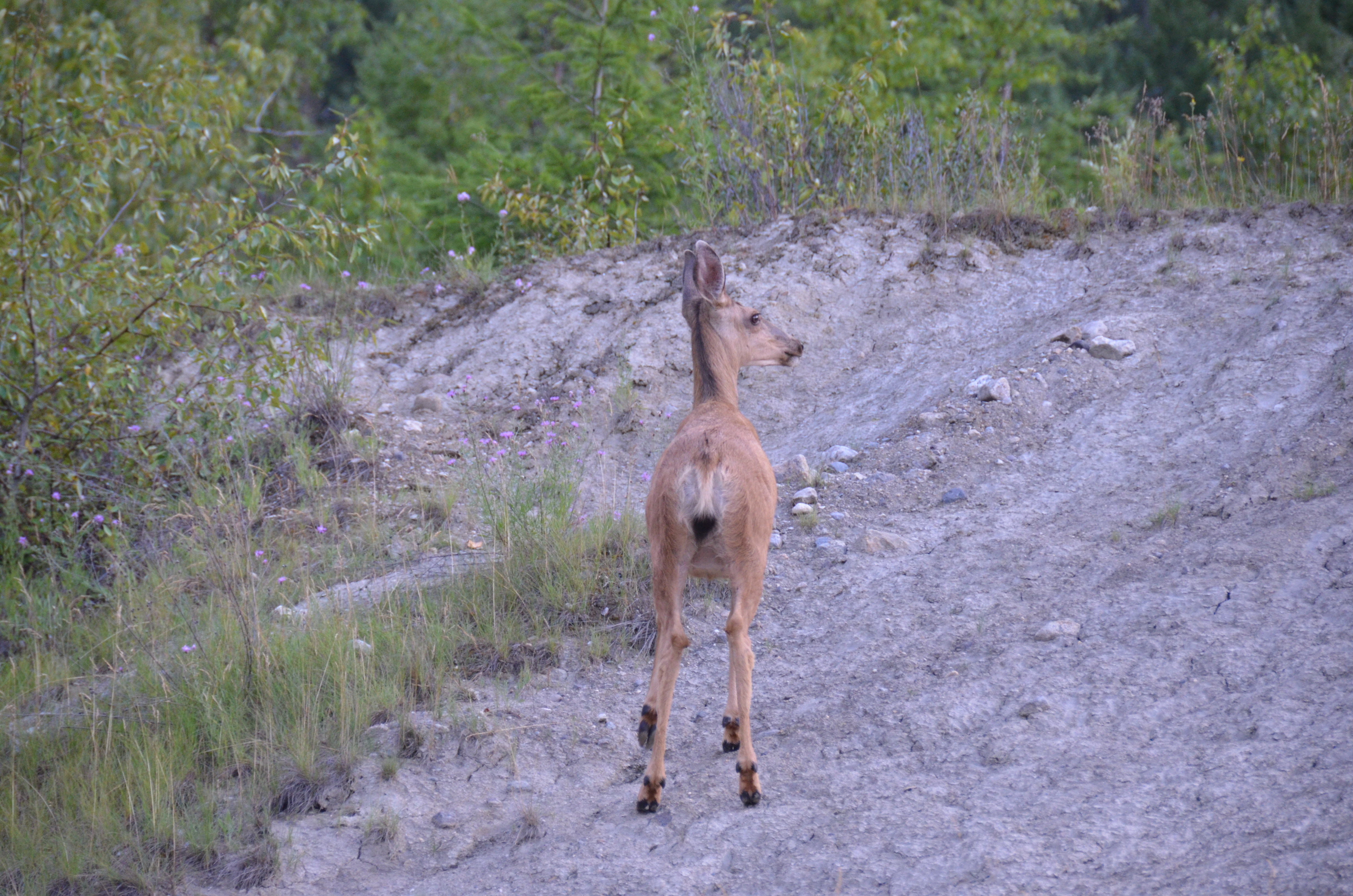 photos/wildlife/Mammal_Species/Mule_Deer/DSC_0561.JPG