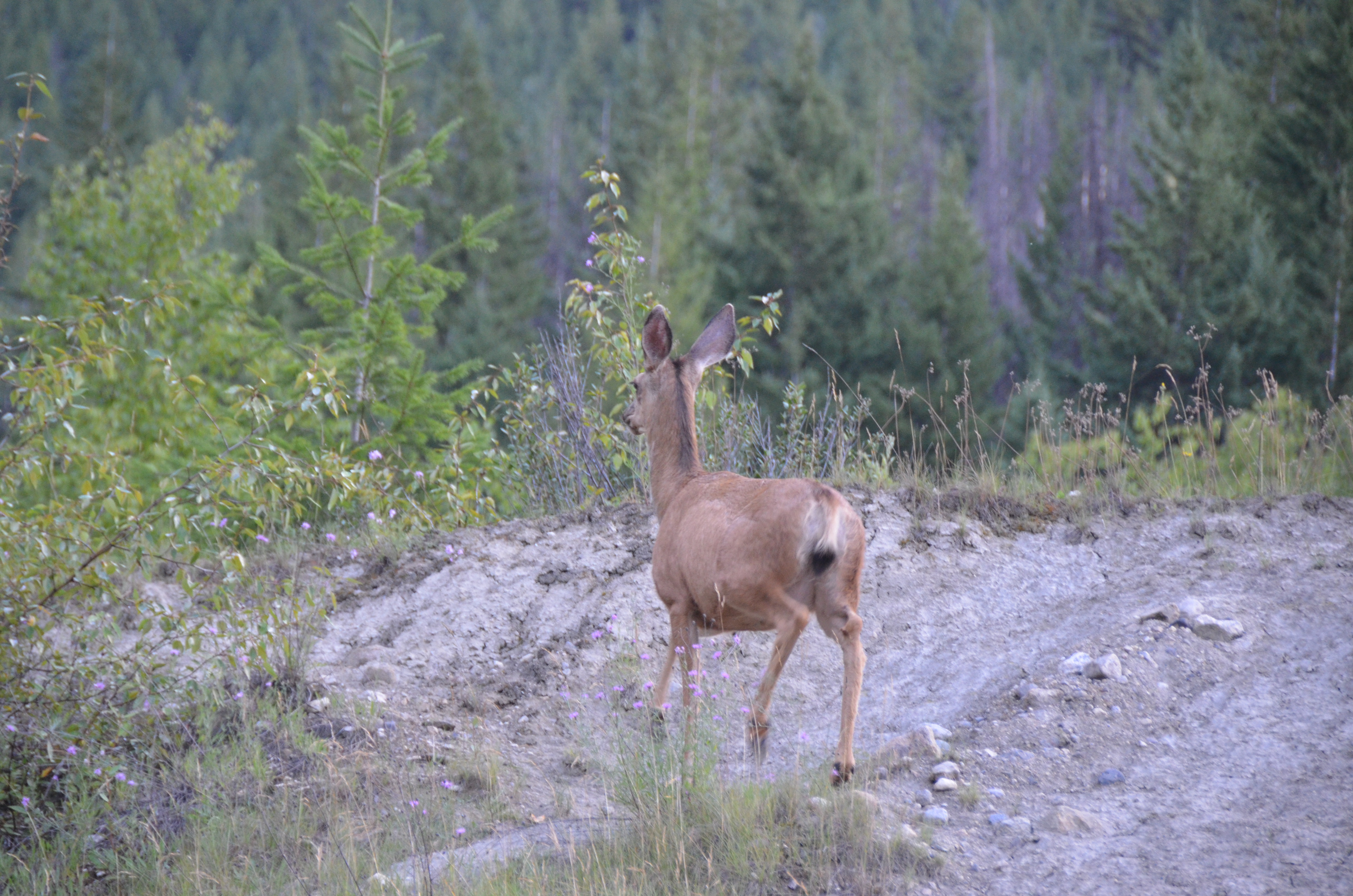 photos/wildlife/Mammal_Species/Mule_Deer/DSC_0562.JPG