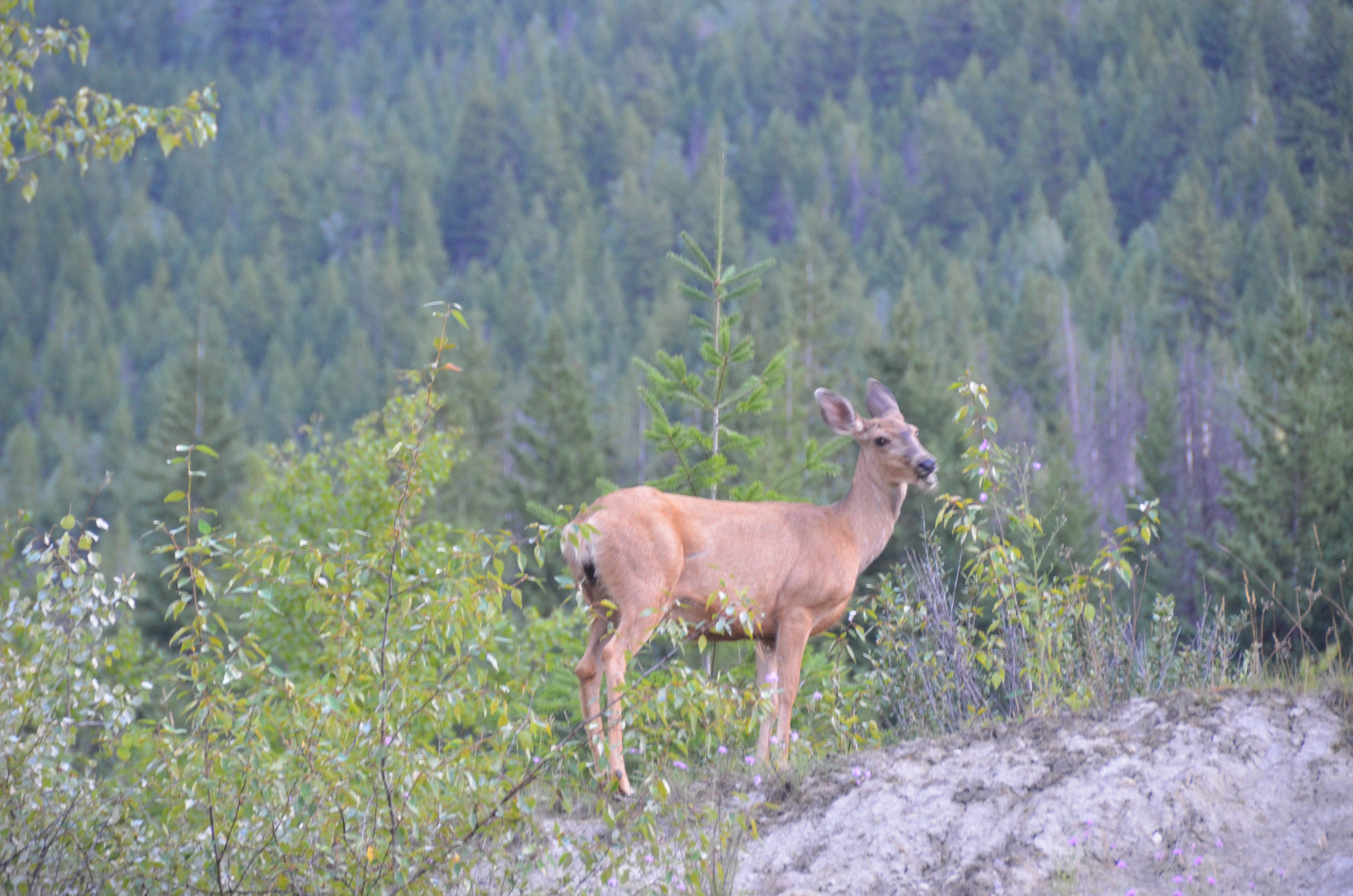 photos/wildlife/Mammal_Species/Mule_Deer/DSC_0563.JPG