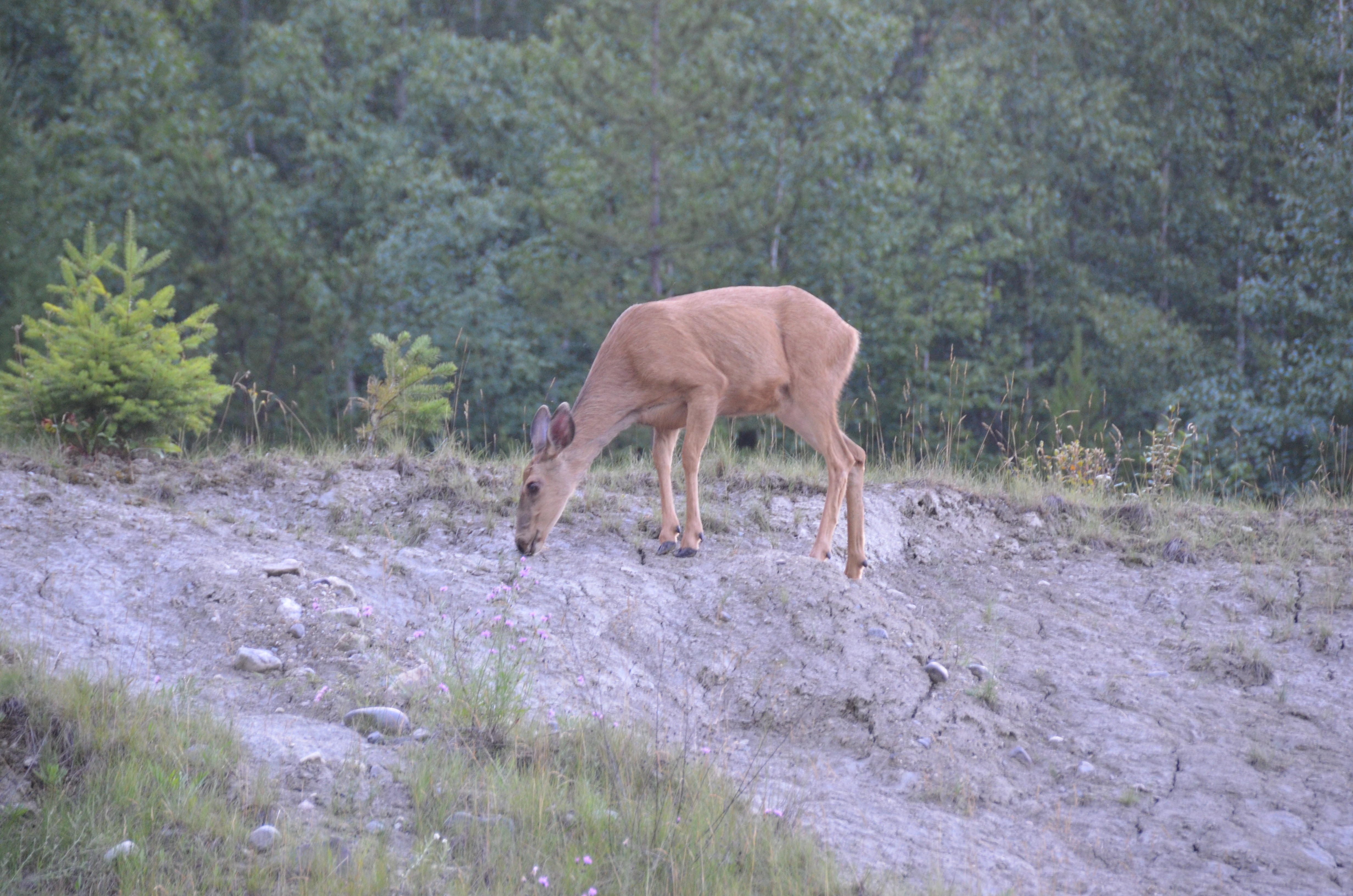 photos/wildlife/Mammal_Species/Mule_Deer/DSC_0565.JPG