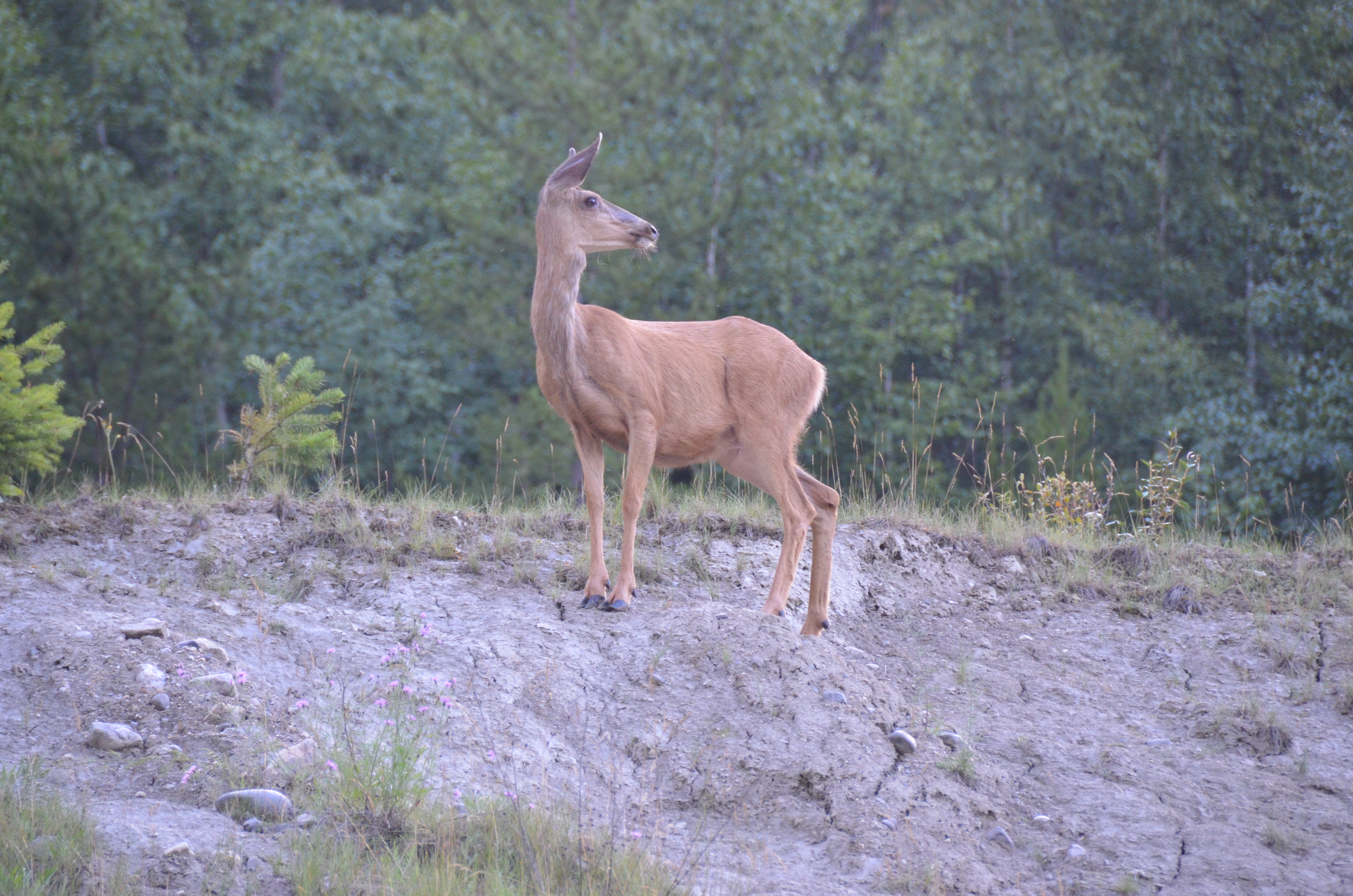 photos/wildlife/Mammal_Species/Mule_Deer/DSC_0566.JPG