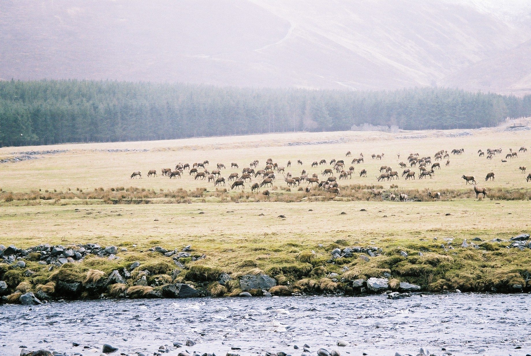 photos/wildlife/Mammal_Species/Red_Deer/20040327-Findhorn-02.jpg