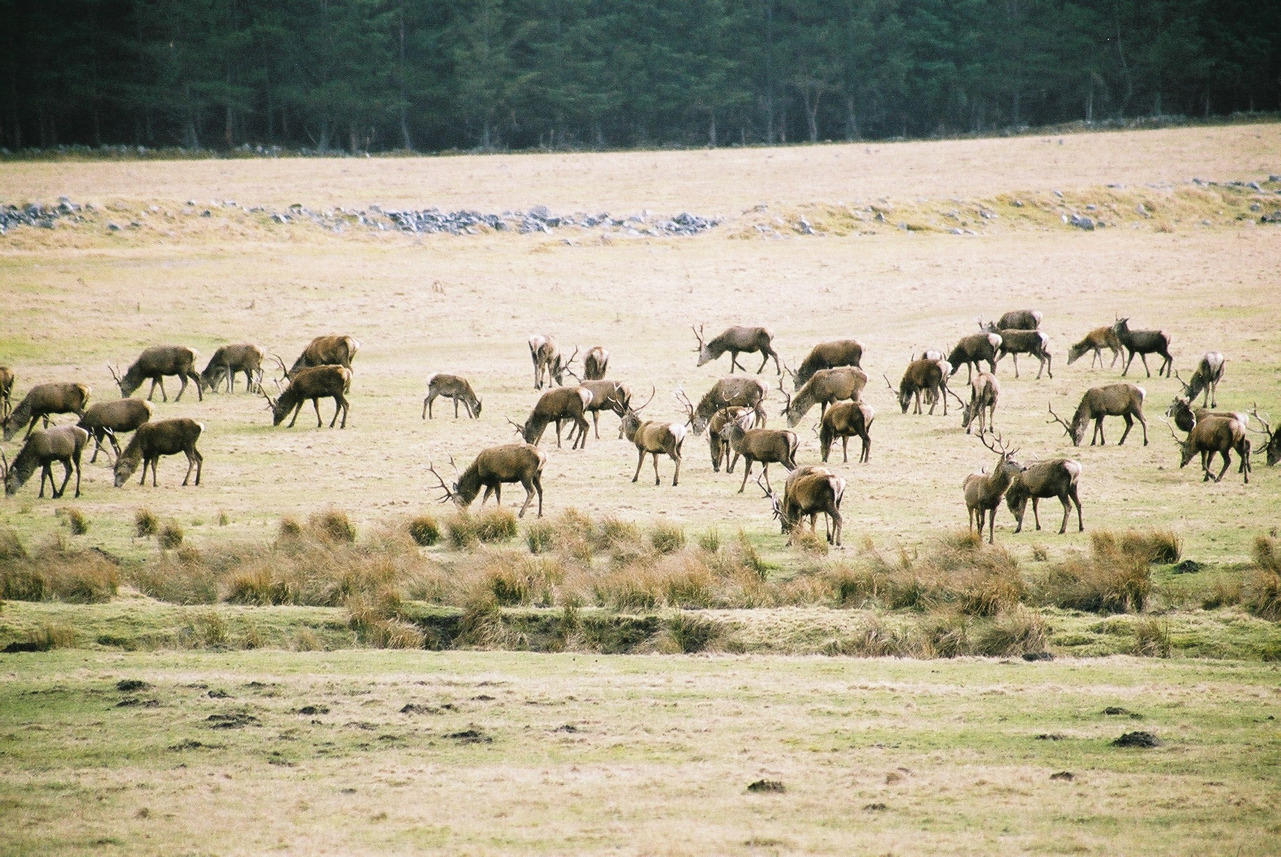 photos/wildlife/Mammal_Species/Red_Deer/20040327-Findhorn-03.jpg