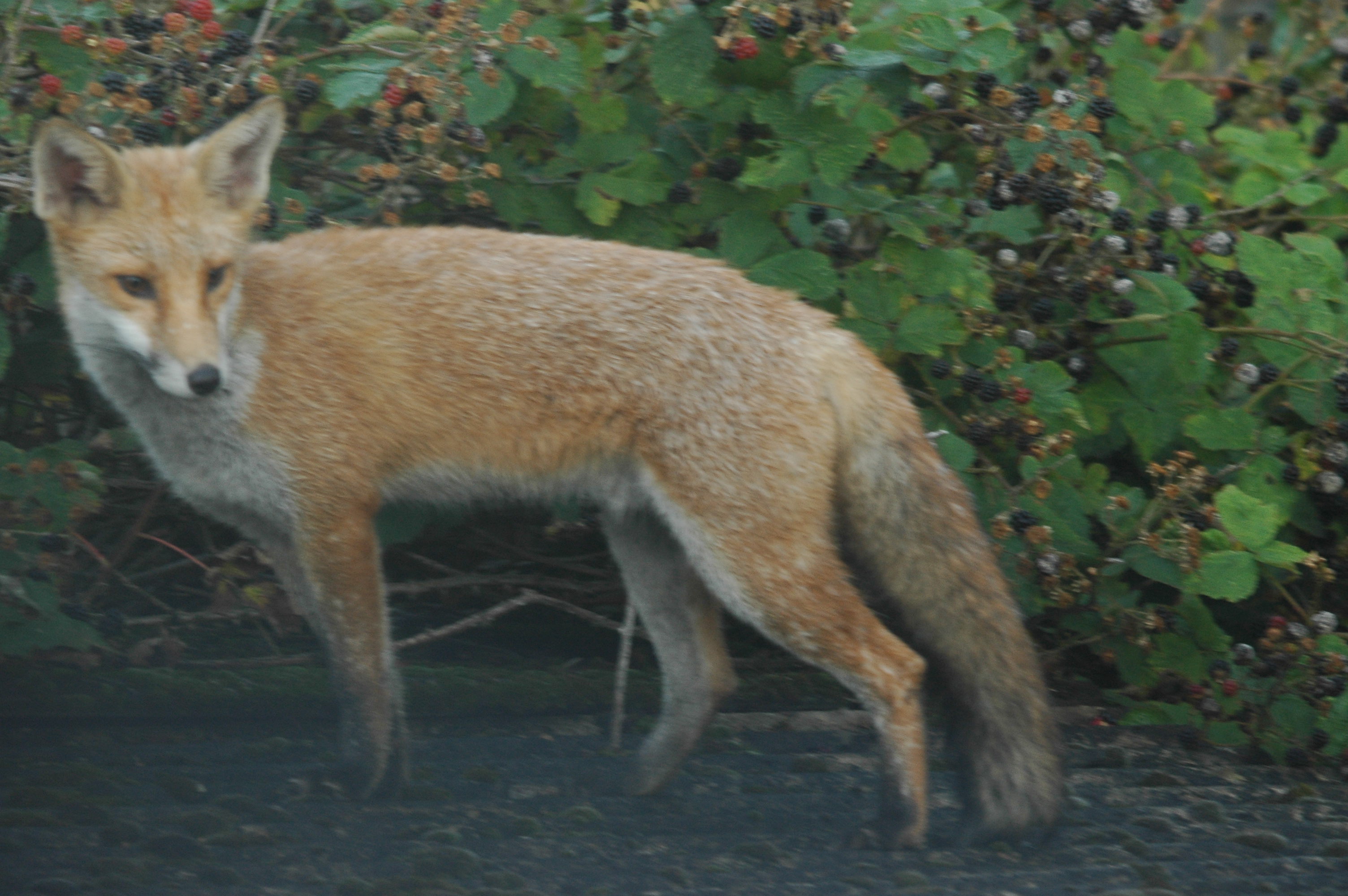 photos/wildlife/Mammal_Species/Red_Fox/DSC_3208.JPG
