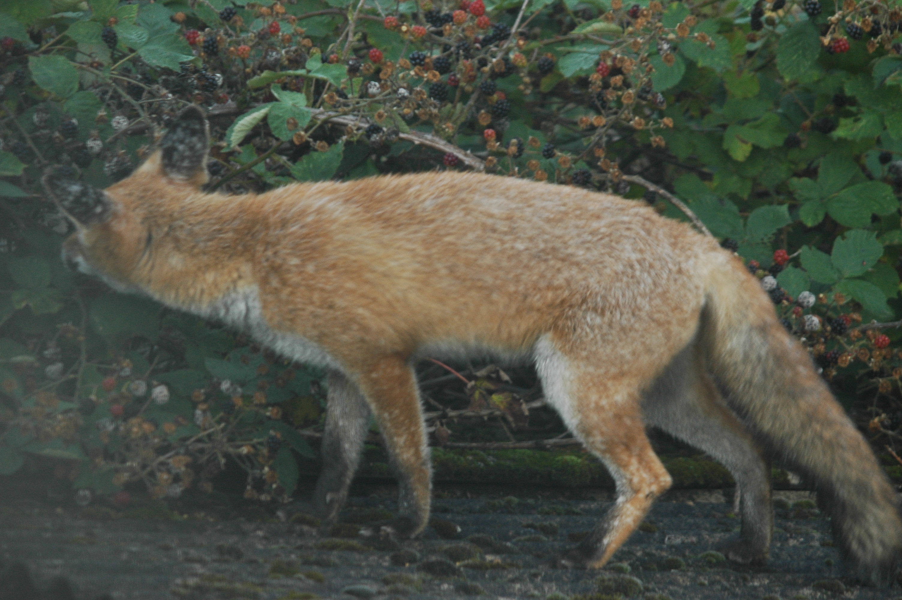 photos/wildlife/Mammal_Species/Red_Fox/DSC_3212.JPG