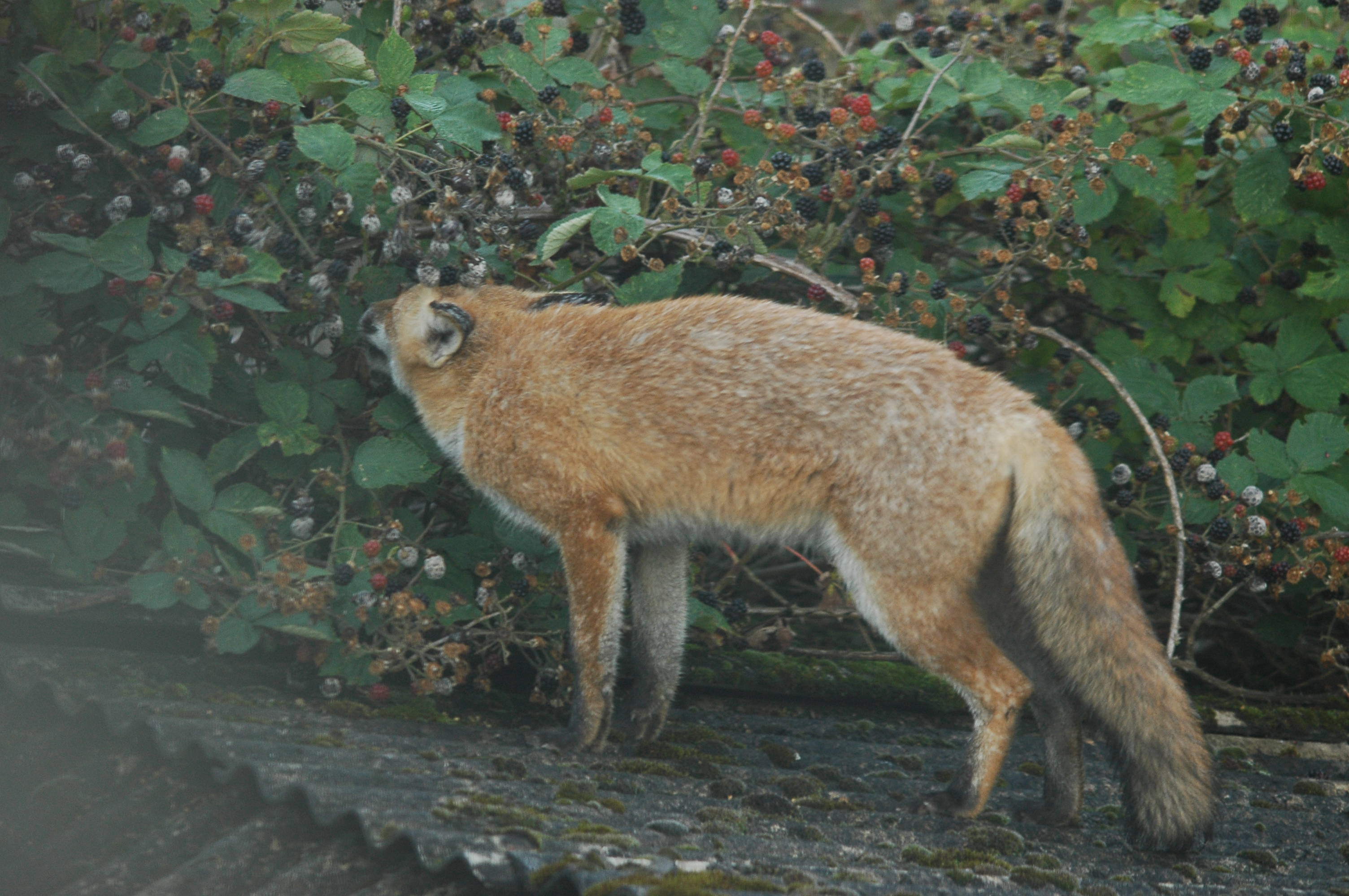 photos/wildlife/Mammal_Species/Red_Fox/DSC_3213_sm.jpeg