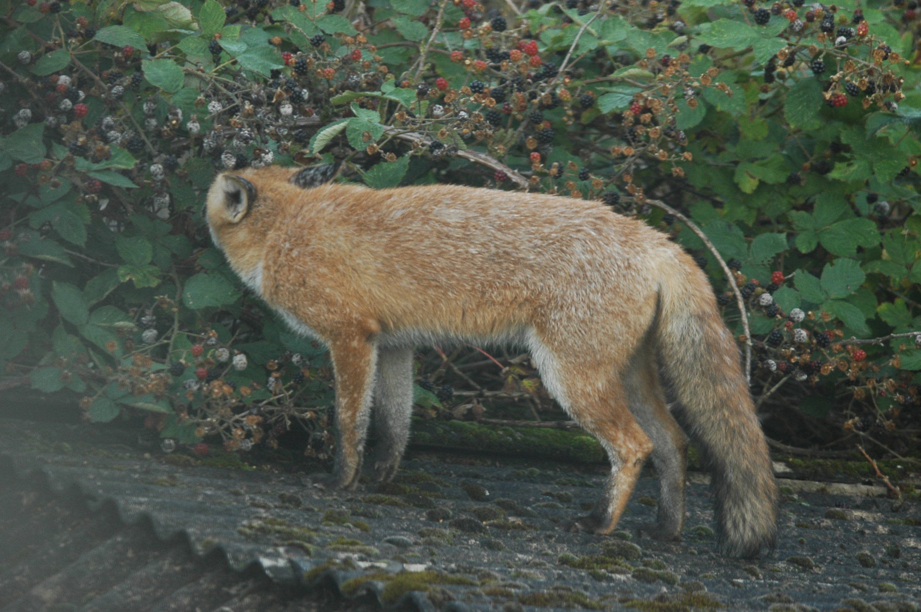 photos/wildlife/Mammal_Species/Red_Fox/DSC_3214.JPG