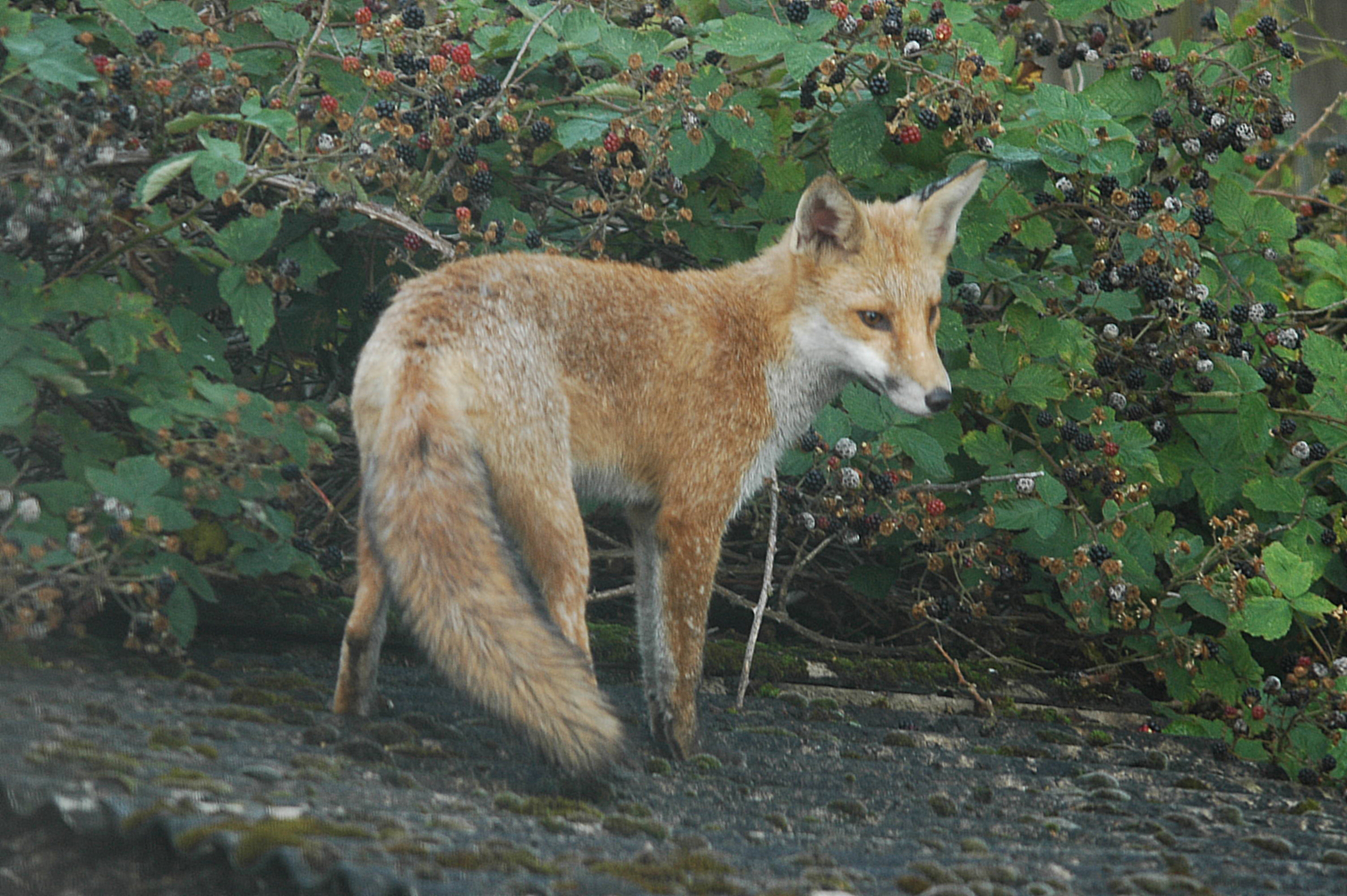 photos/wildlife/Mammal_Species/Red_Fox/DSC_3218.JPG